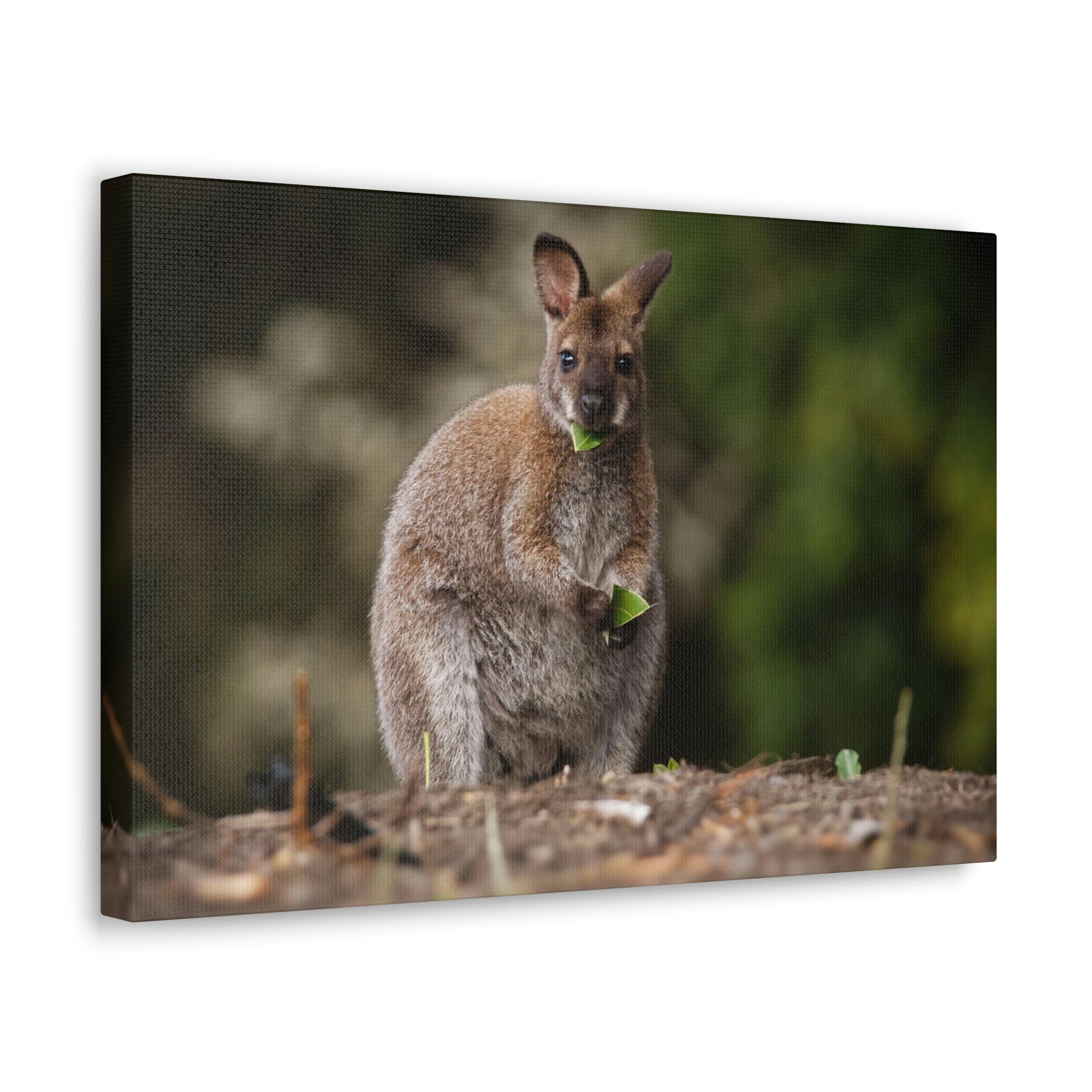 Scripture Walls Majestic Wallaby Art Majestic Wallaby Print Animal Wall Art Wildlife Canvas Prints Wall Art Ready to Hang Unframed-Express Your Love Gifts