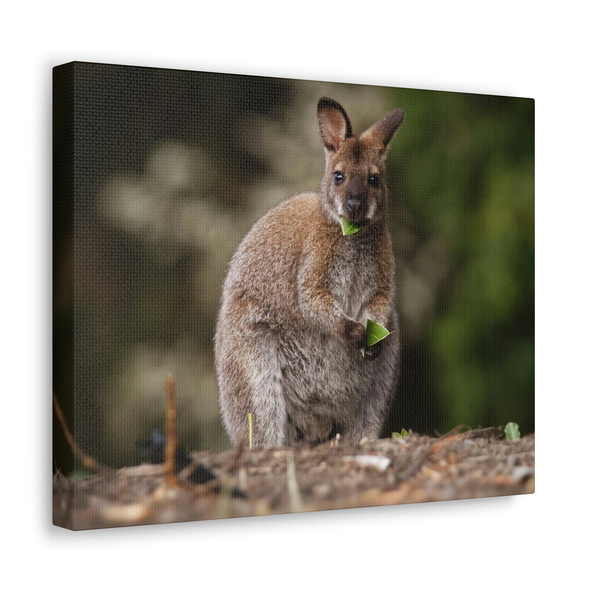 Scripture Walls Majestic Wallaby Art Majestic Wallaby Print Animal Wall Art Wildlife Canvas Prints Wall Art Ready to Hang Unframed-Express Your Love Gifts