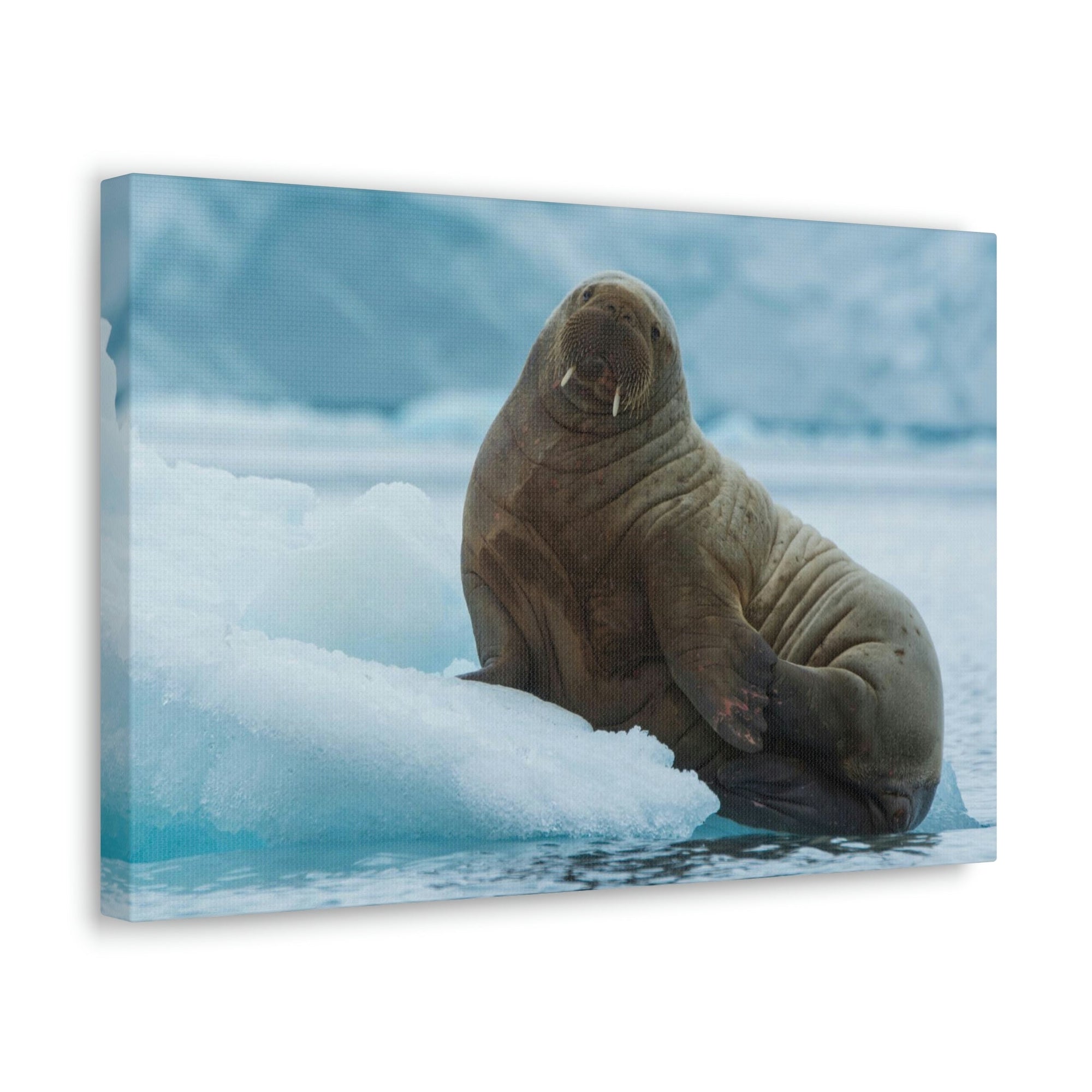 Scripture Walls Majestic Walrus Art Majestic Walrus Print Animal Wall Art Wildlife Canvas Prints Wall Art Ready to Hang Unframed-Express Your Love Gifts