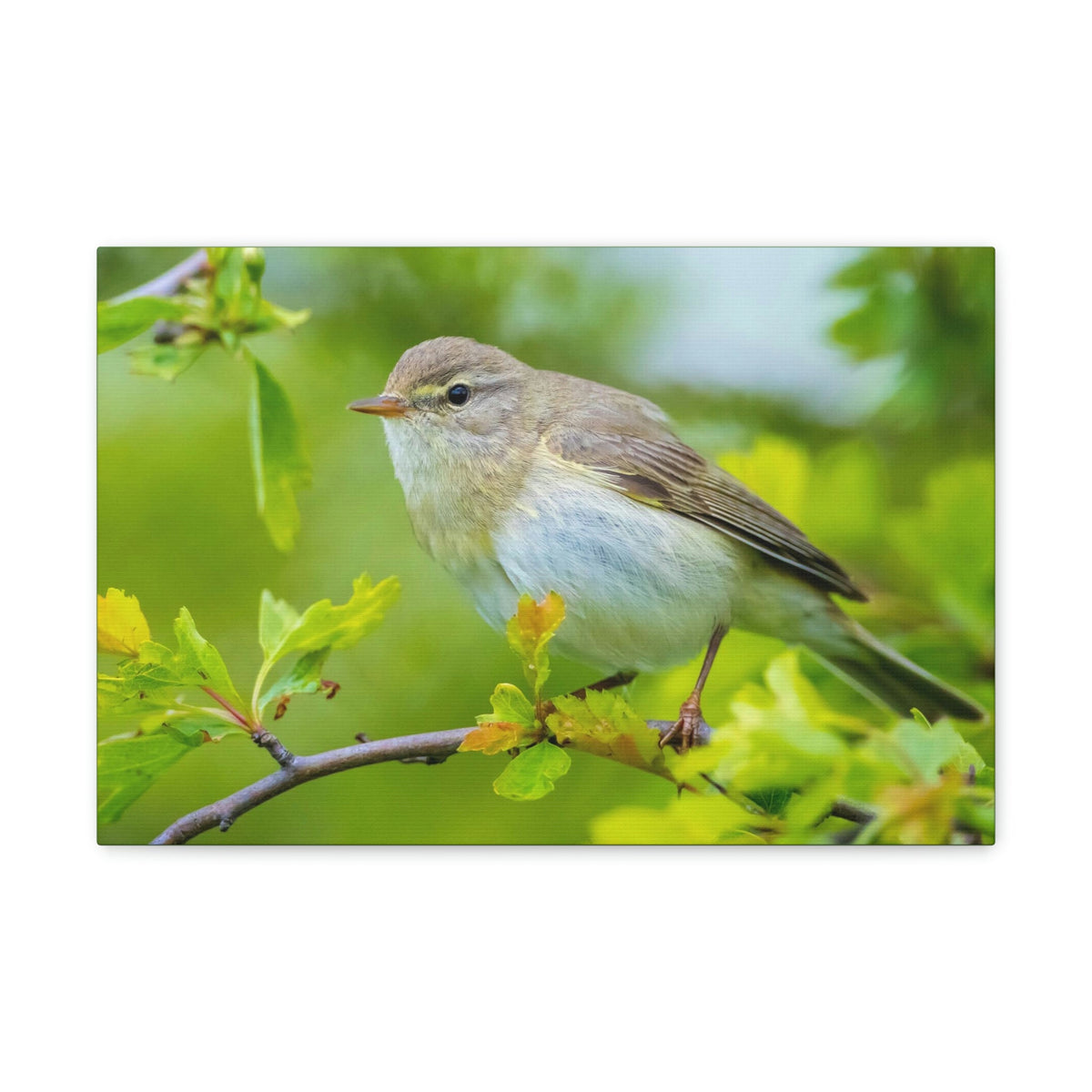 Scripture Walls Majestic Warbler Art Majestic Warbler Print Animal Wall Art Wildlife Canvas Prints Wall Art Ready to Hang Unframed-Express Your Love Gifts