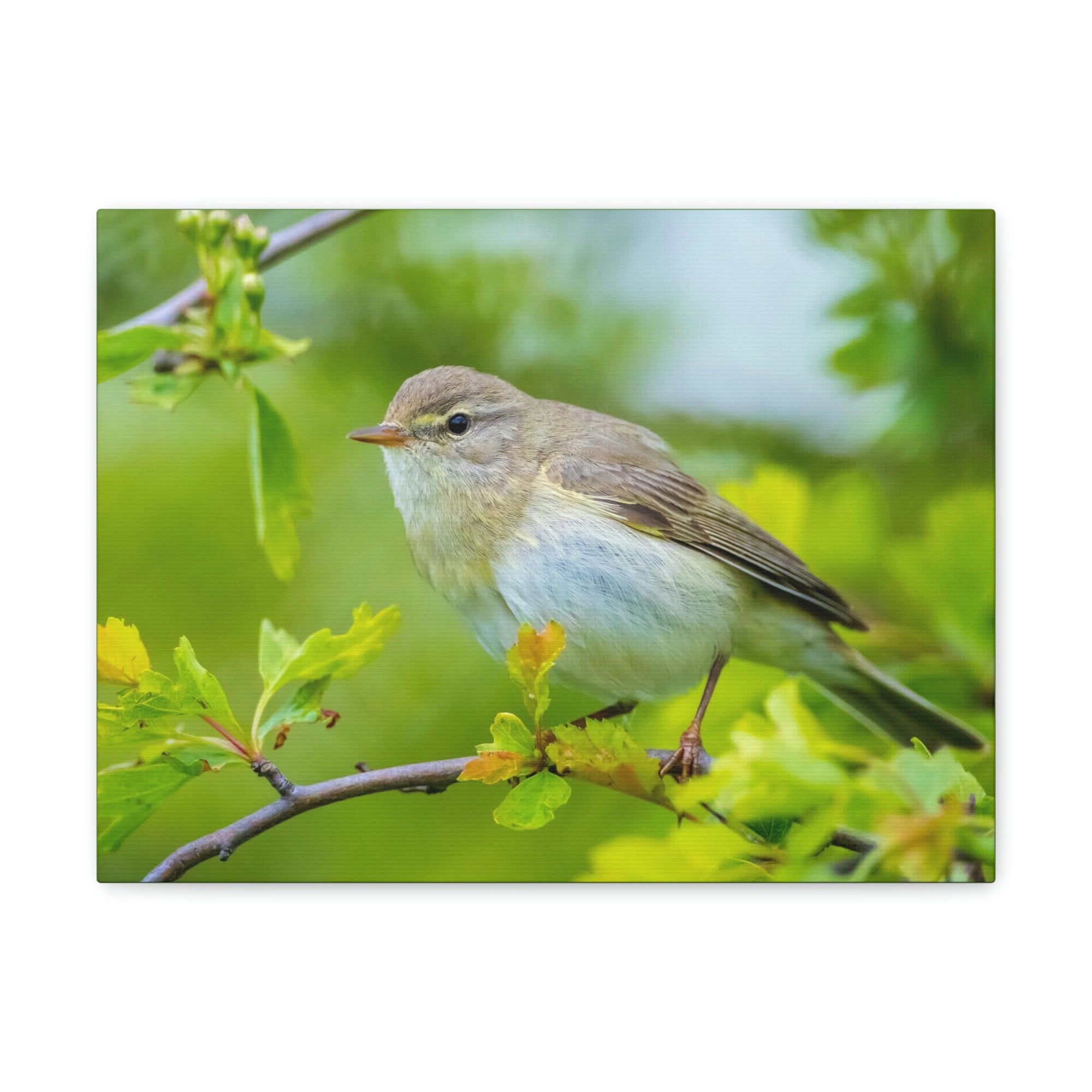 Scripture Walls Majestic Warbler Art Majestic Warbler Print Animal Wall Art Wildlife Canvas Prints Wall Art Ready to Hang Unframed-Express Your Love Gifts