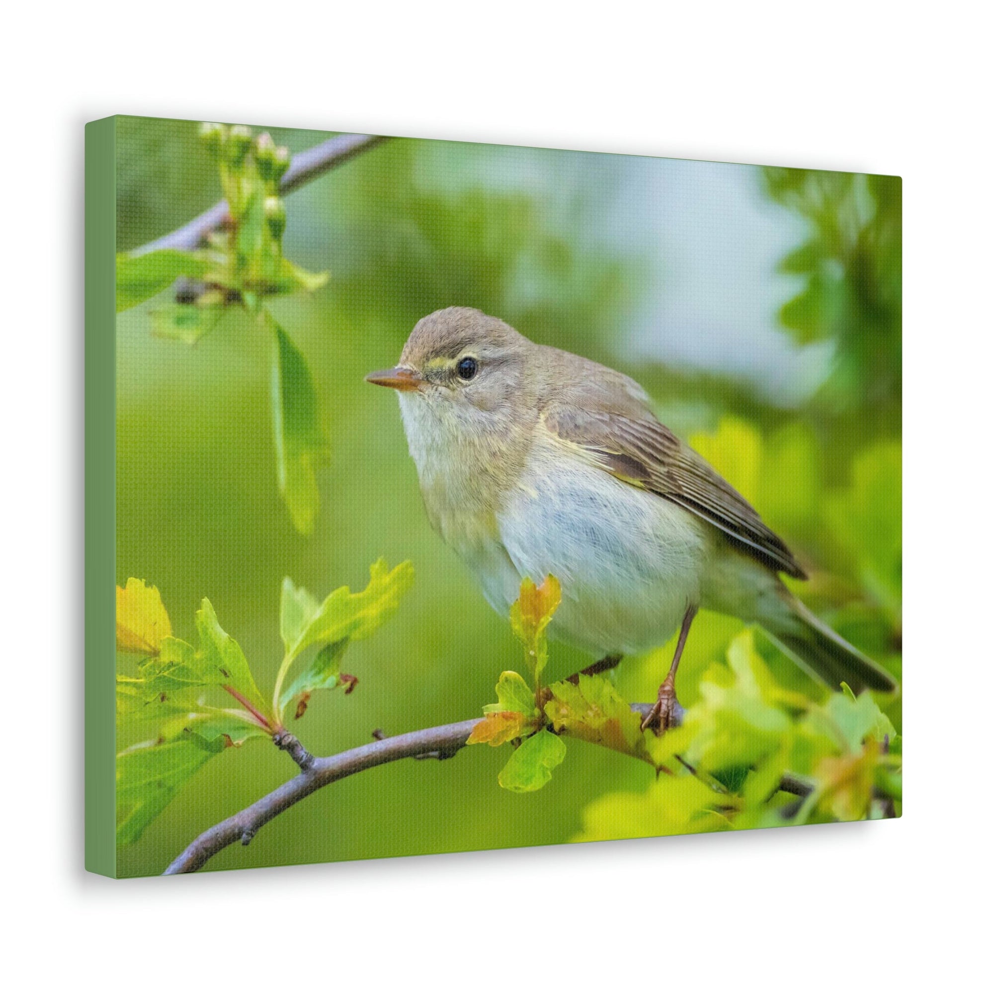 Scripture Walls Majestic Warbler Art Majestic Warbler Print Animal Wall Art Wildlife Canvas Prints Wall Art Ready to Hang Unframed-Express Your Love Gifts