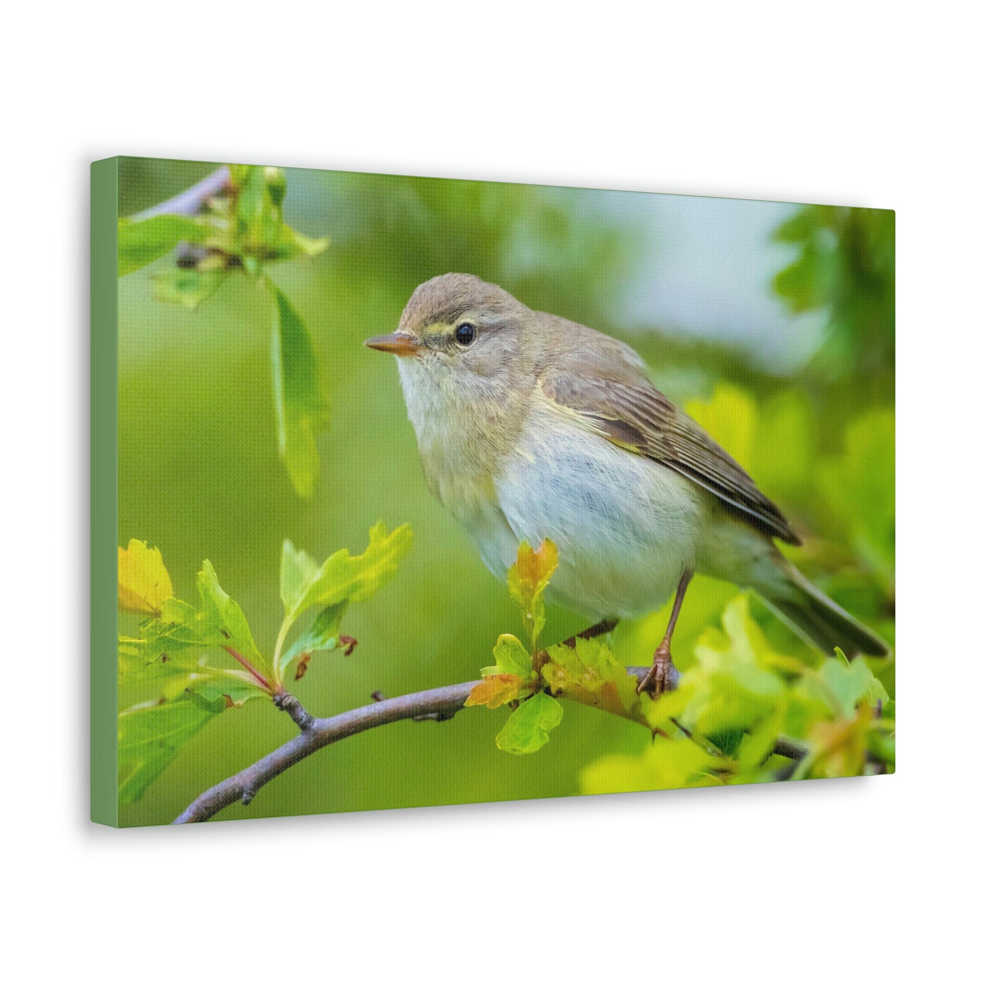 Scripture Walls Majestic Warbler Art Majestic Warbler Print Animal Wall Art Wildlife Canvas Prints Wall Art Ready to Hang Unframed-Express Your Love Gifts