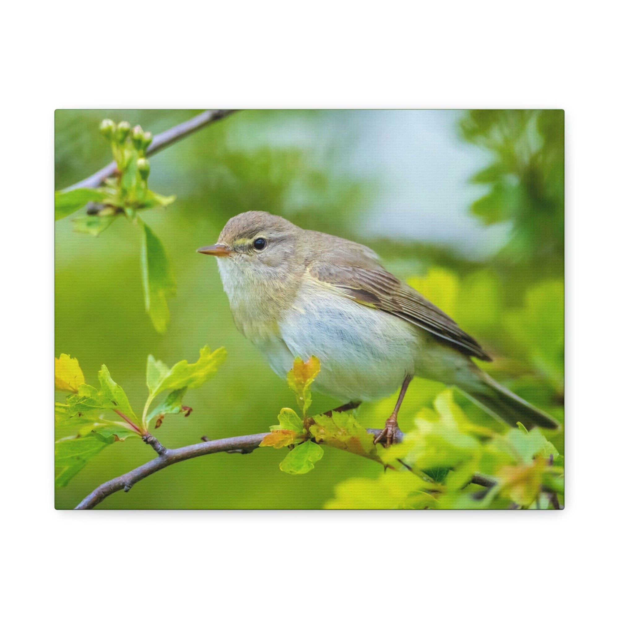 Scripture Walls Majestic Warbler Art Majestic Warbler Print Animal Wall Art Wildlife Canvas Prints Wall Art Ready to Hang Unframed-Express Your Love Gifts