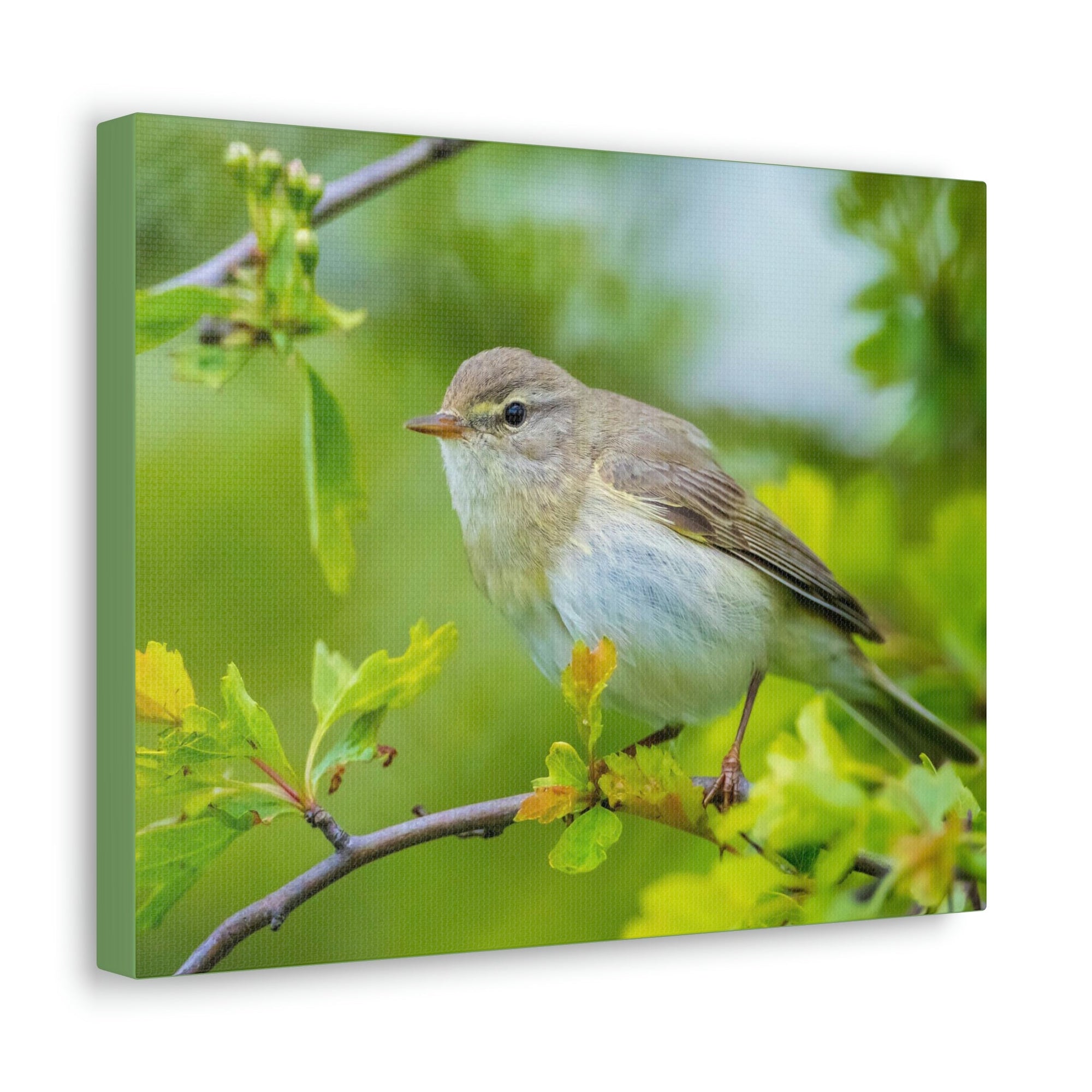 Scripture Walls Majestic Warbler Art Majestic Warbler Print Animal Wall Art Wildlife Canvas Prints Wall Art Ready to Hang Unframed-Express Your Love Gifts