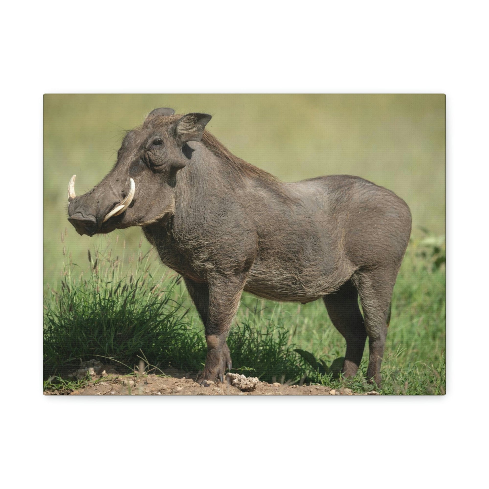 Scripture Walls Majestic Warthog Art Majestic Warthog Print Animal Wall Art Wildlife Canvas Prints Wall Art Ready to Hang Unframed-Express Your Love Gifts