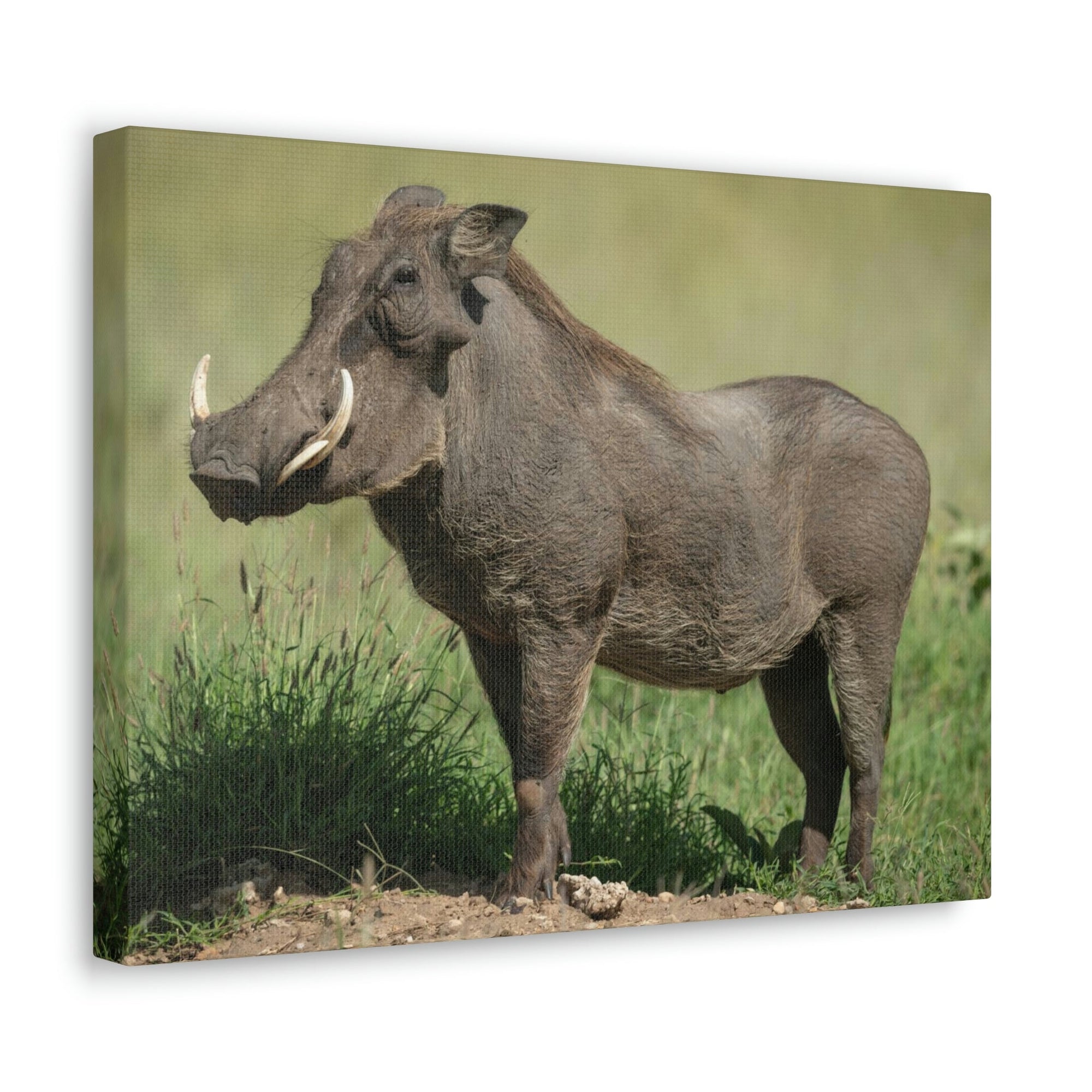 Scripture Walls Majestic Warthog Art Majestic Warthog Print Animal Wall Art Wildlife Canvas Prints Wall Art Ready to Hang Unframed-Express Your Love Gifts