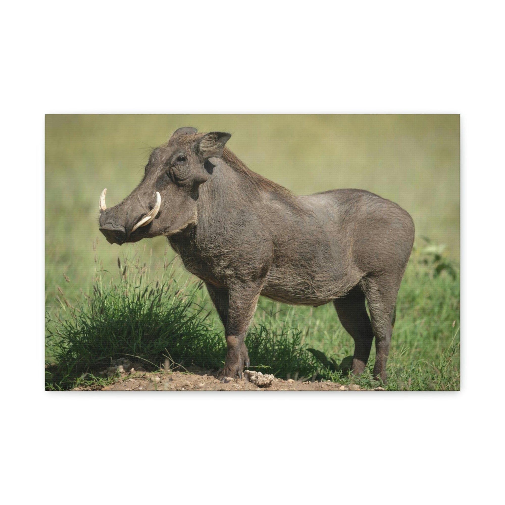 Scripture Walls Majestic Warthog Art Majestic Warthog Print Animal Wall Art Wildlife Canvas Prints Wall Art Ready to Hang Unframed-Express Your Love Gifts