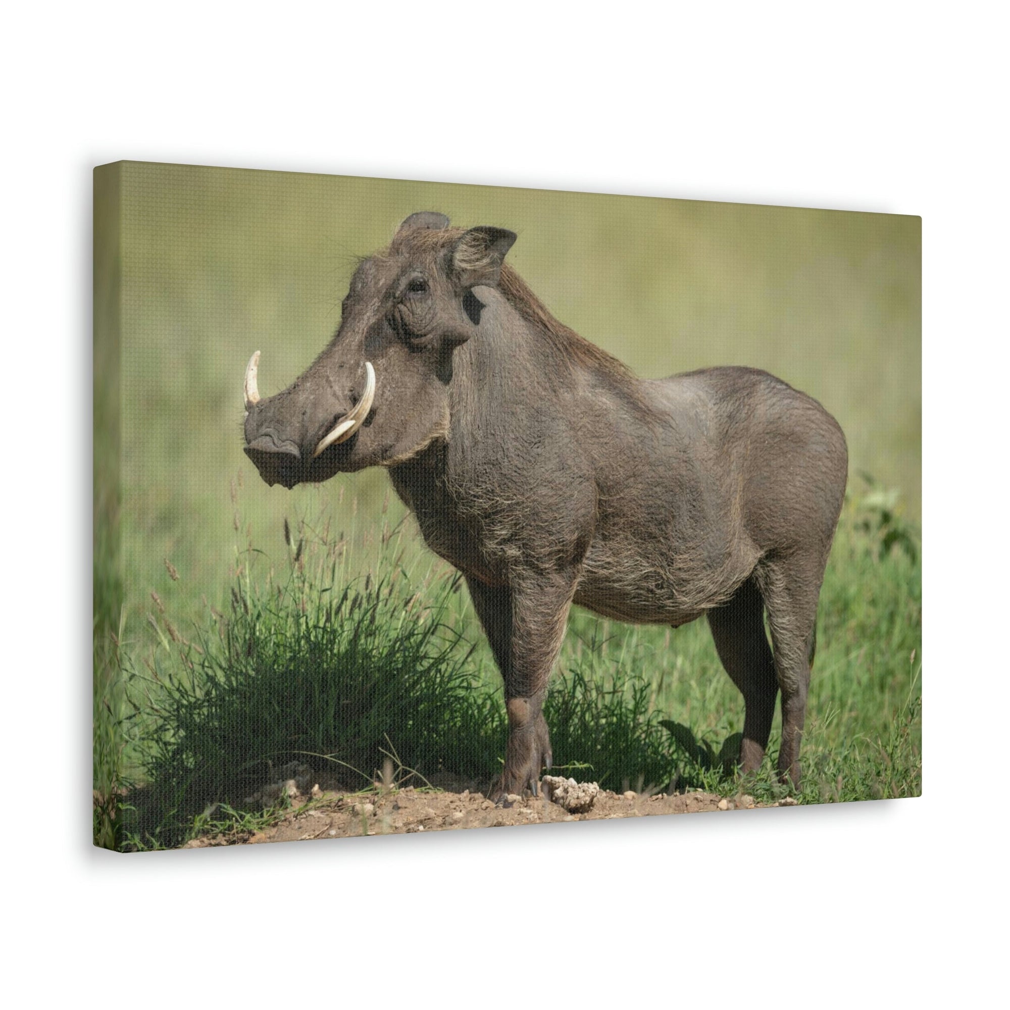 Scripture Walls Majestic Warthog Art Majestic Warthog Print Animal Wall Art Wildlife Canvas Prints Wall Art Ready to Hang Unframed-Express Your Love Gifts