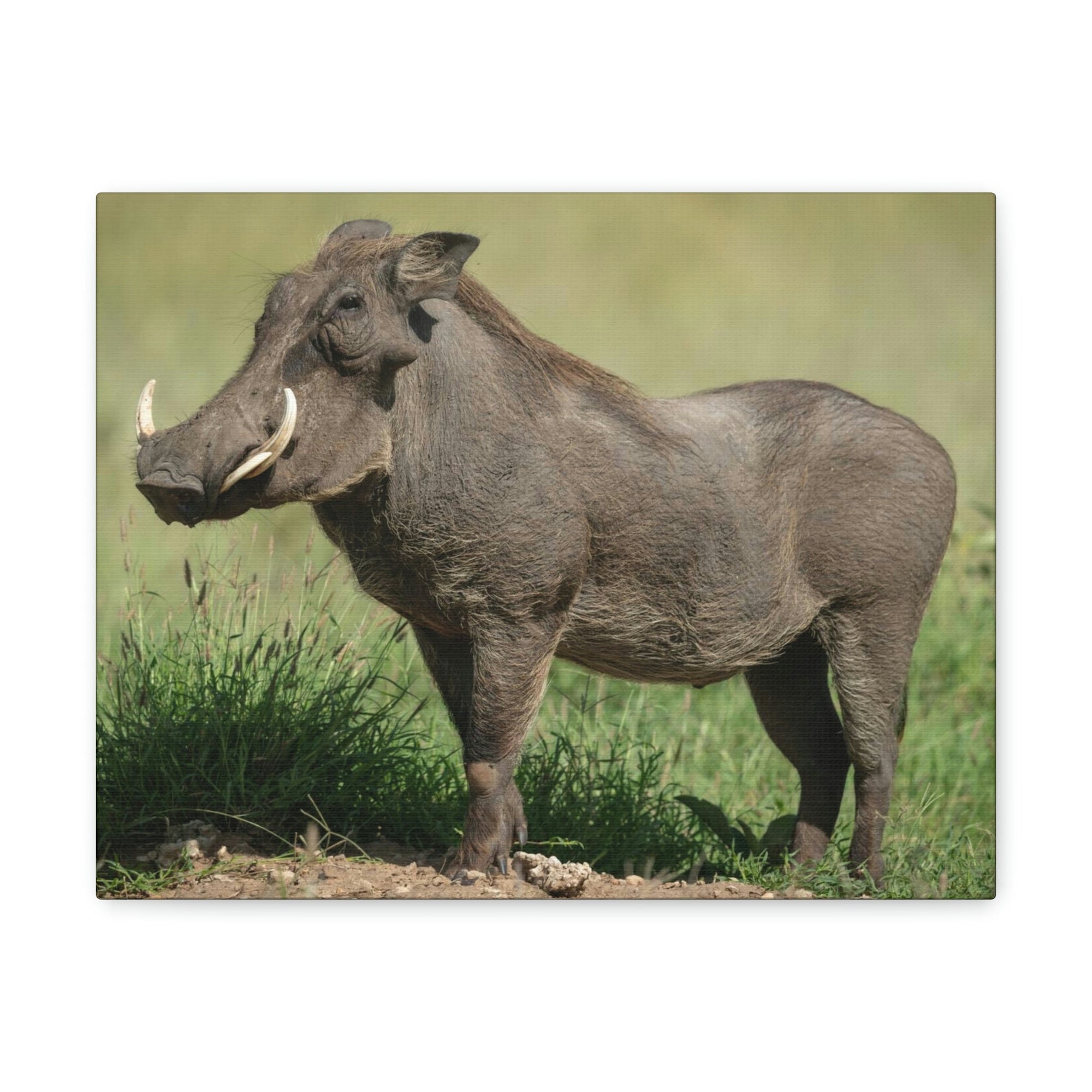 Scripture Walls Majestic Warthog Art Majestic Warthog Print Animal Wall Art Wildlife Canvas Prints Wall Art Ready to Hang Unframed-Express Your Love Gifts