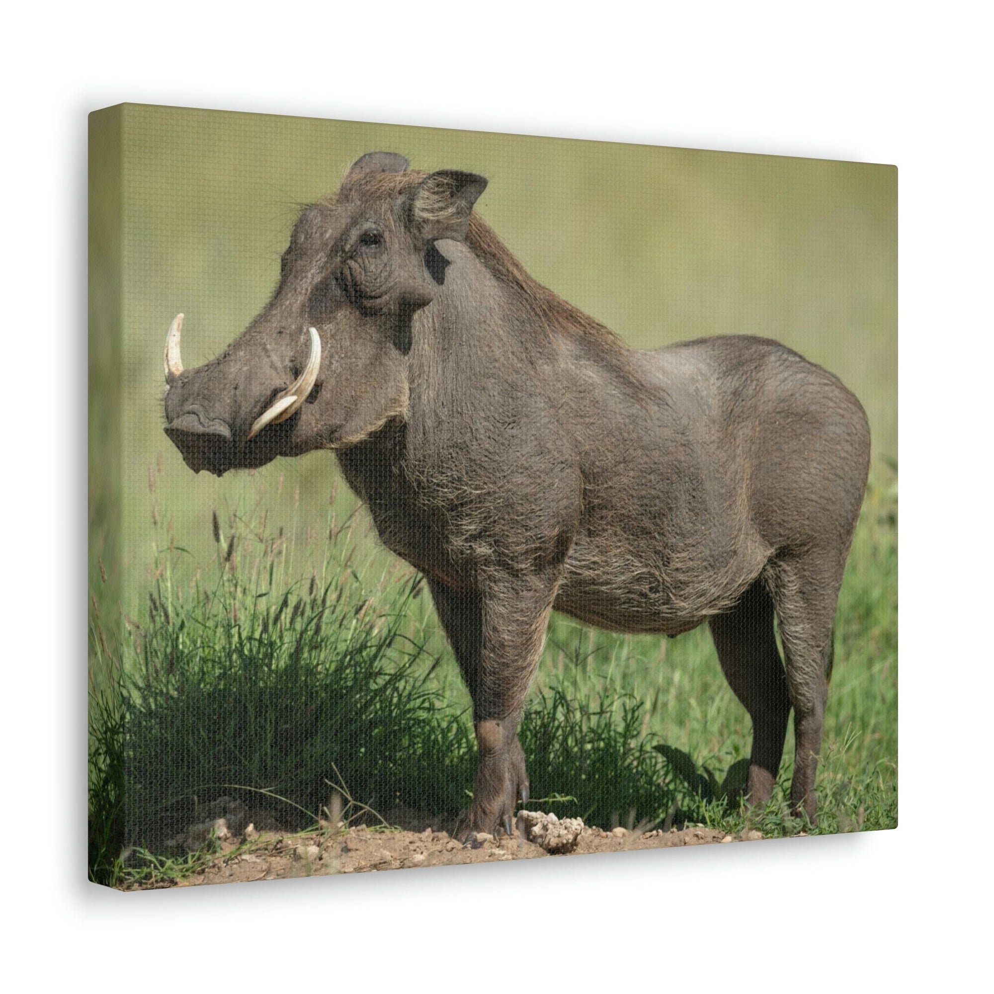 Scripture Walls Majestic Warthog Art Majestic Warthog Print Animal Wall Art Wildlife Canvas Prints Wall Art Ready to Hang Unframed-Express Your Love Gifts