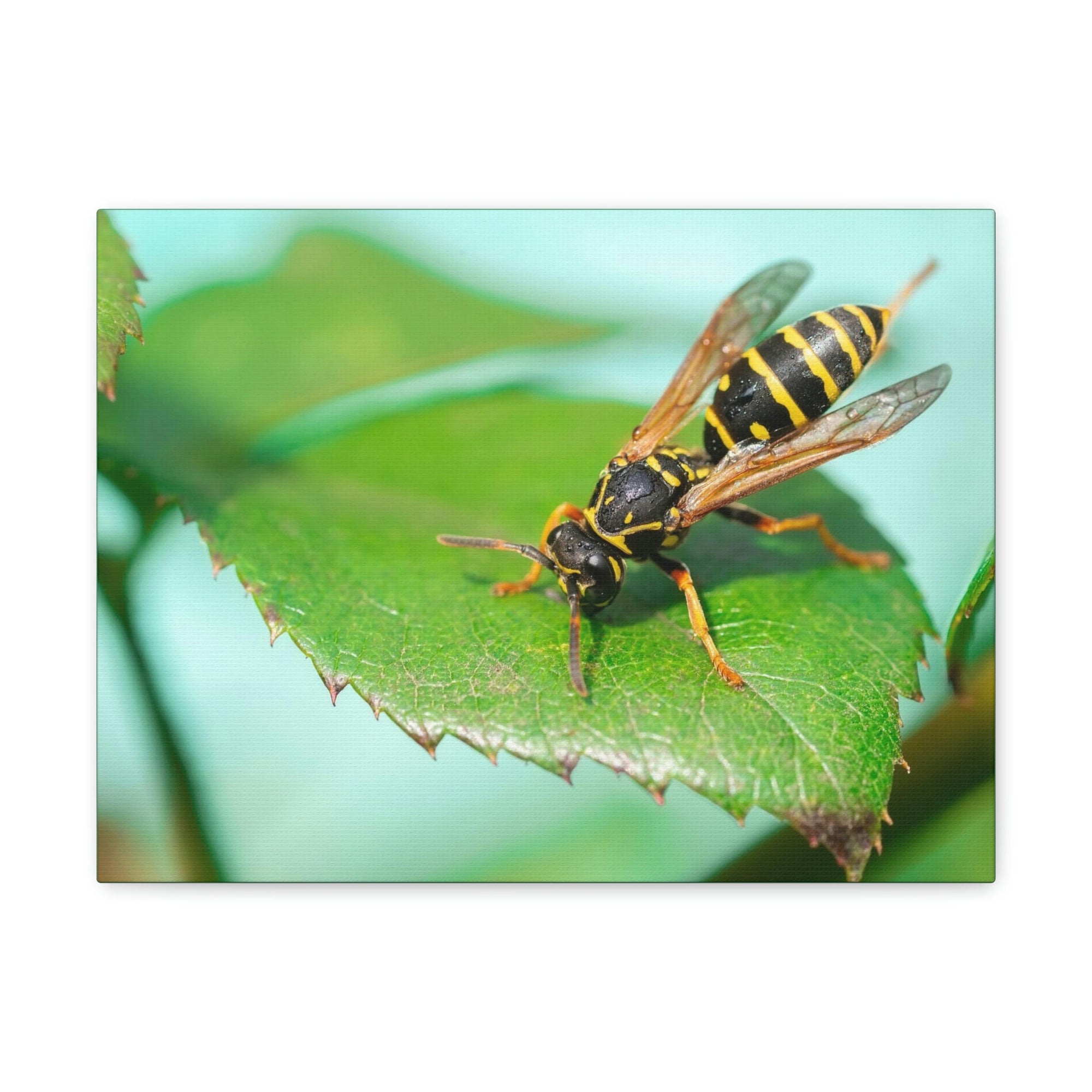 Scripture Walls Majestic Wasp Art Majestic Wasp Print Animal Wall Art Wildlife Canvas Prints Wall Art Ready to Hang Unframed-Express Your Love Gifts