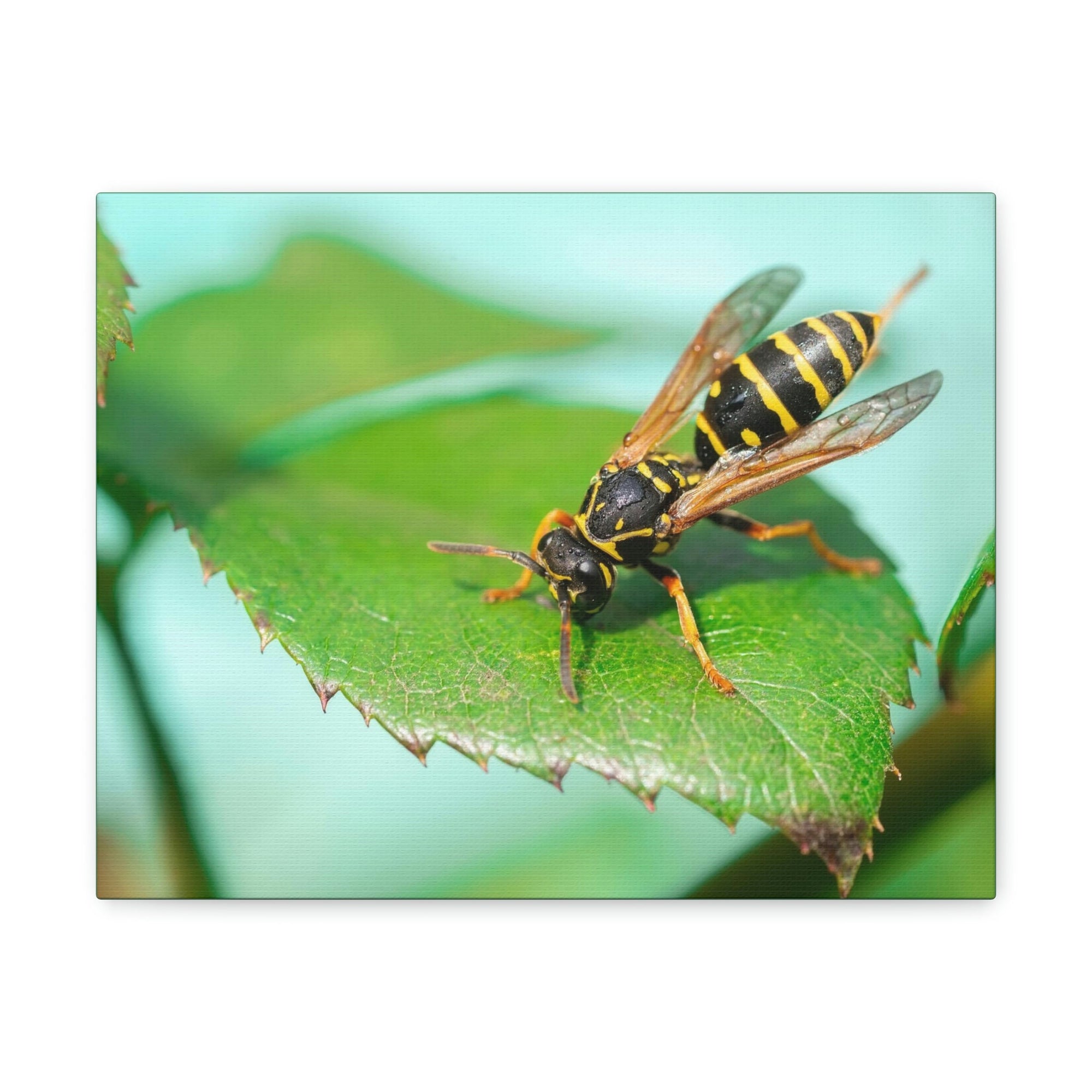 Scripture Walls Majestic Wasp Art Majestic Wasp Print Animal Wall Art Wildlife Canvas Prints Wall Art Ready to Hang Unframed-Express Your Love Gifts