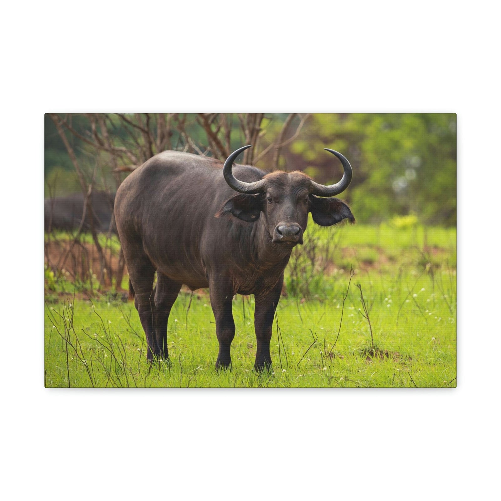 Scripture Walls Majestic Water Buffalo Art Majestic Water Buffalo Print Animal Wall Art Wildlife Canvas Prints Wall Art Ready to Hang Unframed-Express Your Love Gifts