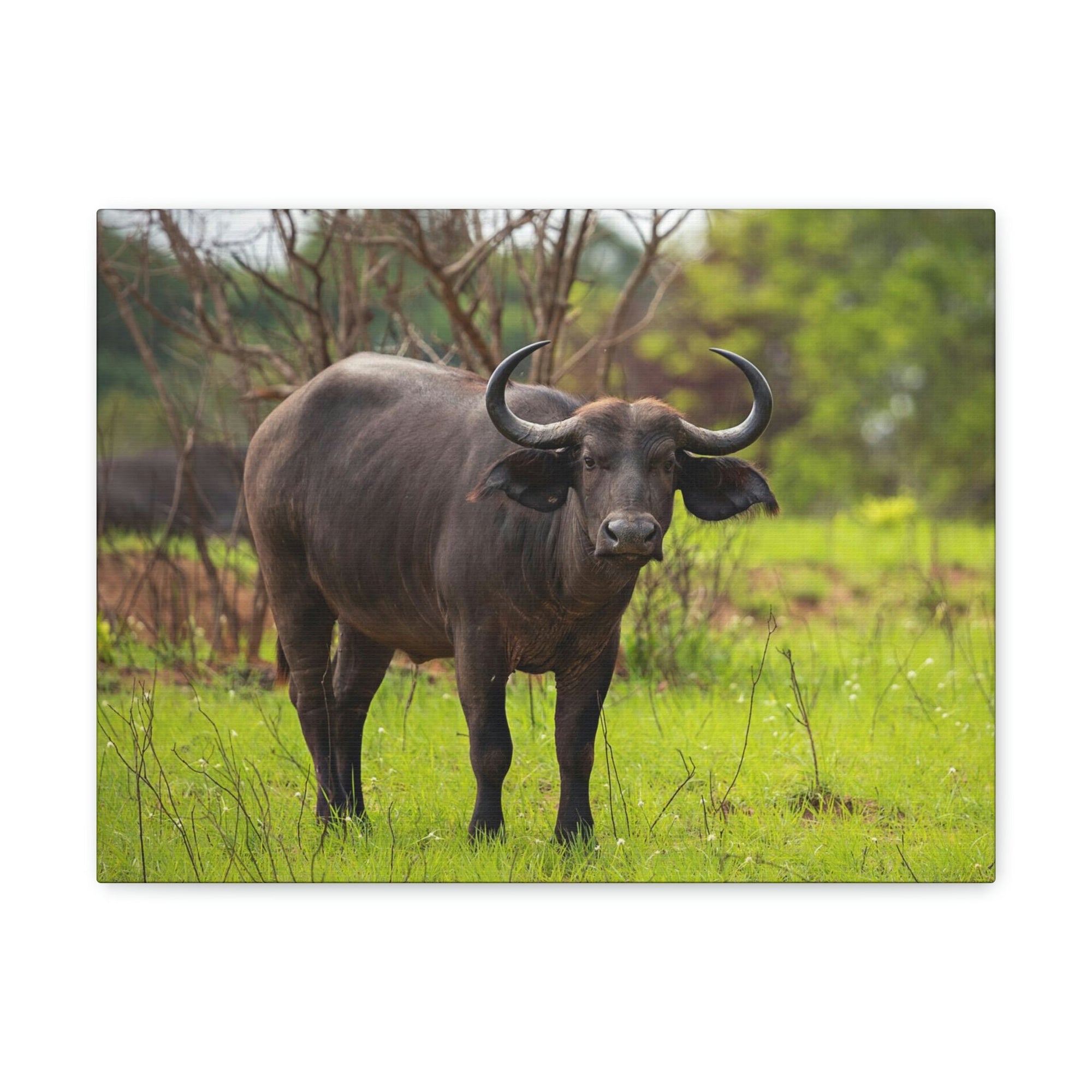 Scripture Walls Majestic Water Buffalo Art Majestic Water Buffalo Print Animal Wall Art Wildlife Canvas Prints Wall Art Ready to Hang Unframed-Express Your Love Gifts