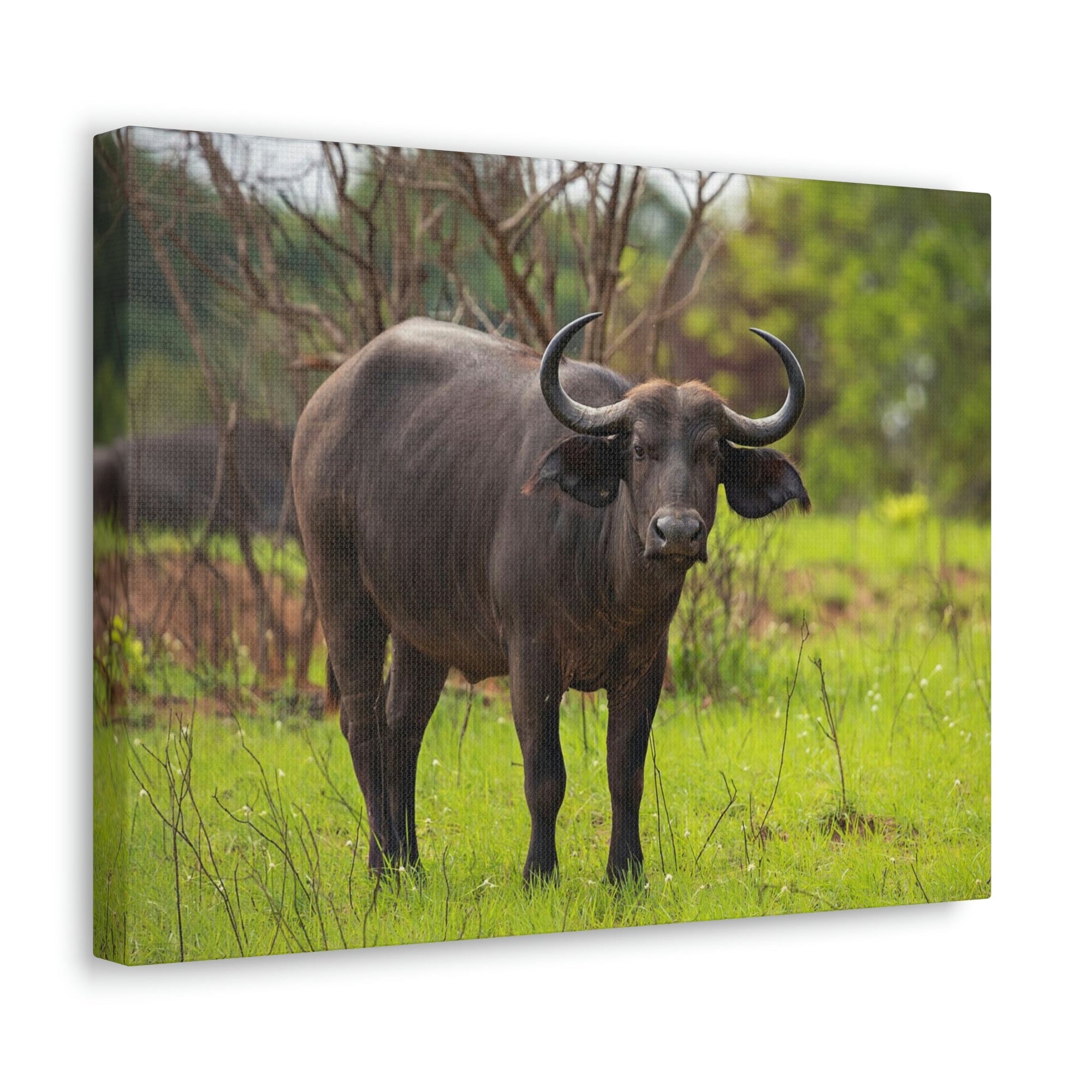 Scripture Walls Majestic Water Buffalo Art Majestic Water Buffalo Print Animal Wall Art Wildlife Canvas Prints Wall Art Ready to Hang Unframed-Express Your Love Gifts