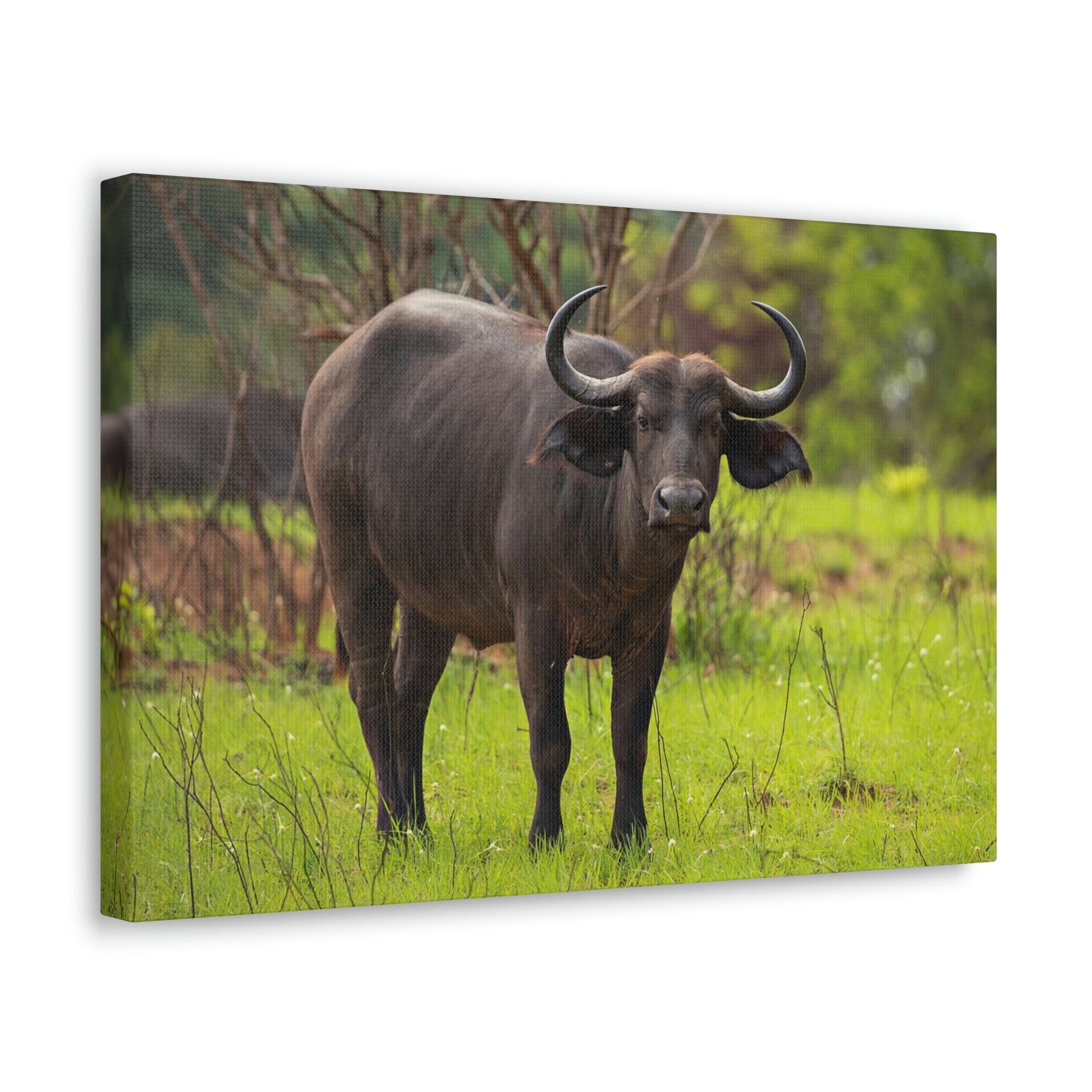 Scripture Walls Majestic Water Buffalo Art Majestic Water Buffalo Print Animal Wall Art Wildlife Canvas Prints Wall Art Ready to Hang Unframed-Express Your Love Gifts