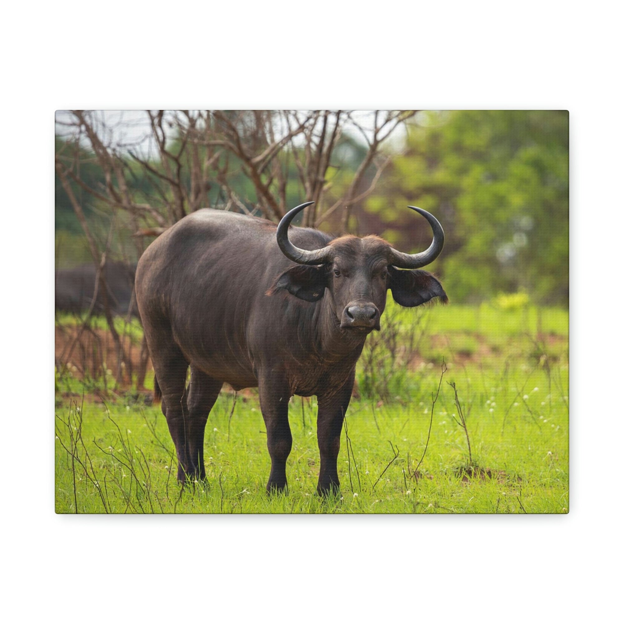 Scripture Walls Majestic Water Buffalo Art Majestic Water Buffalo Print Animal Wall Art Wildlife Canvas Prints Wall Art Ready to Hang Unframed-Express Your Love Gifts