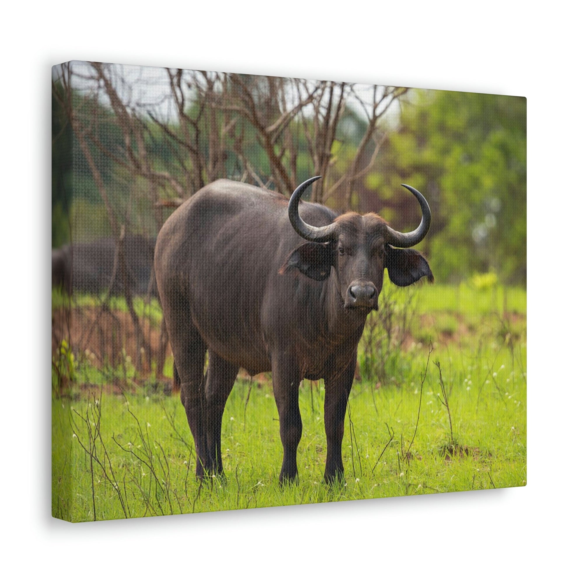 Scripture Walls Majestic Water Buffalo Art Majestic Water Buffalo Print Animal Wall Art Wildlife Canvas Prints Wall Art Ready to Hang Unframed-Express Your Love Gifts