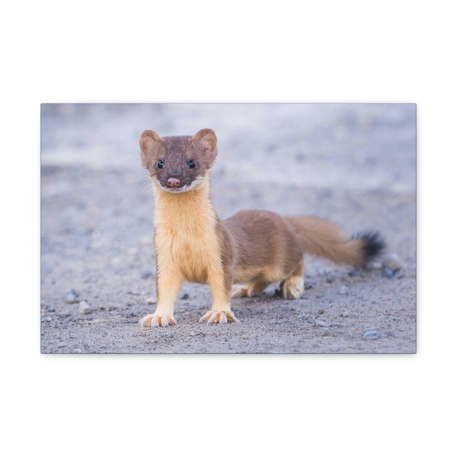 Scripture Walls Majestic Weasel Art Majestic Weasel Print Animal Wall Art Wildlife Canvas Prints Wall Art Ready to Hang Unframed-Express Your Love Gifts