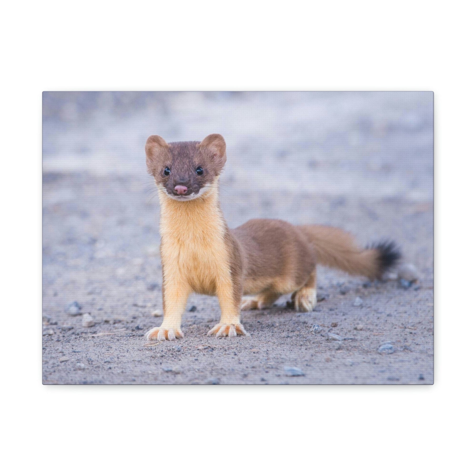 Scripture Walls Majestic Weasel Art Majestic Weasel Print Animal Wall Art Wildlife Canvas Prints Wall Art Ready to Hang Unframed-Express Your Love Gifts