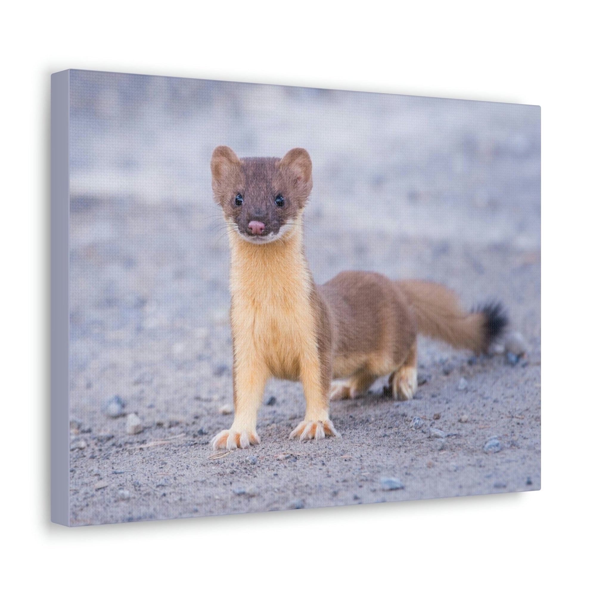 Scripture Walls Majestic Weasel Art Majestic Weasel Print Animal Wall Art Wildlife Canvas Prints Wall Art Ready to Hang Unframed-Express Your Love Gifts