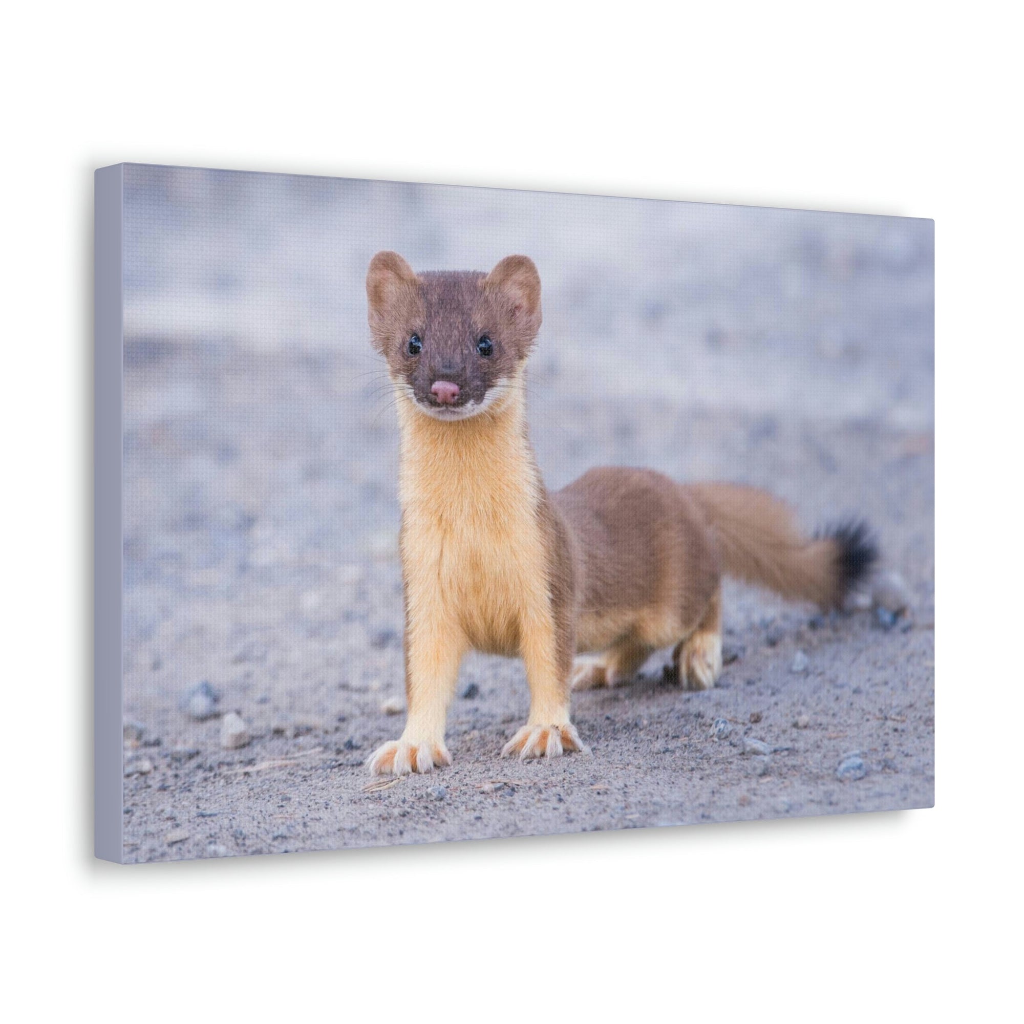 Scripture Walls Majestic Weasel Art Majestic Weasel Print Animal Wall Art Wildlife Canvas Prints Wall Art Ready to Hang Unframed-Express Your Love Gifts