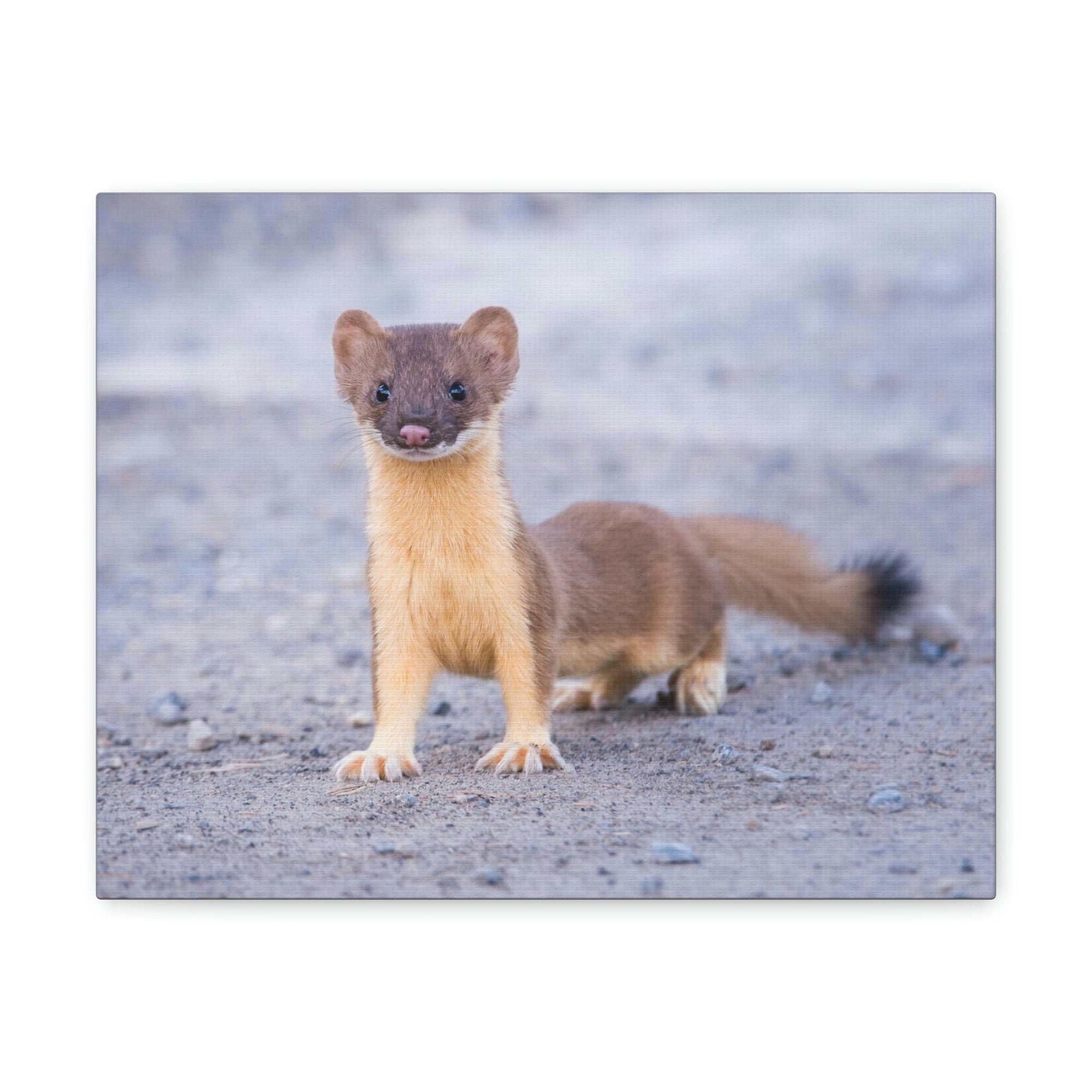 Scripture Walls Majestic Weasel Art Majestic Weasel Print Animal Wall Art Wildlife Canvas Prints Wall Art Ready to Hang Unframed-Express Your Love Gifts