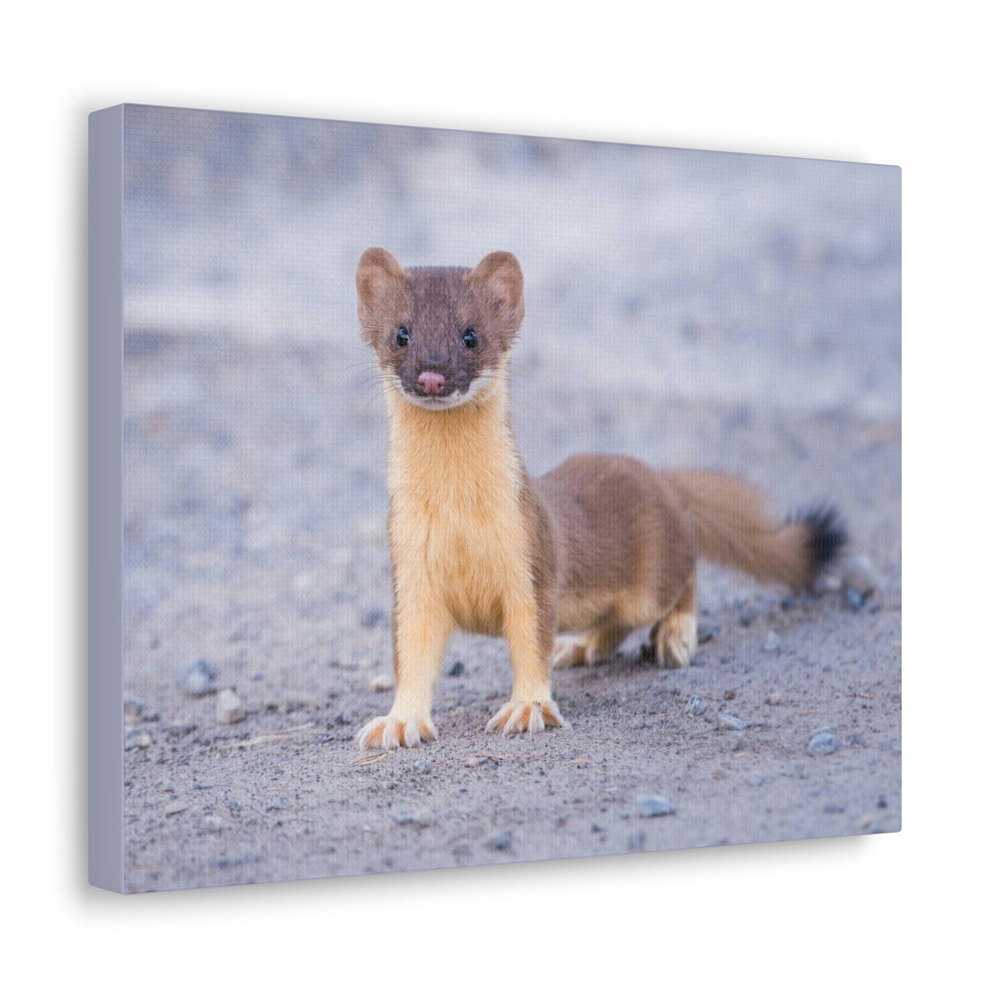 Scripture Walls Majestic Weasel Art Majestic Weasel Print Animal Wall Art Wildlife Canvas Prints Wall Art Ready to Hang Unframed-Express Your Love Gifts