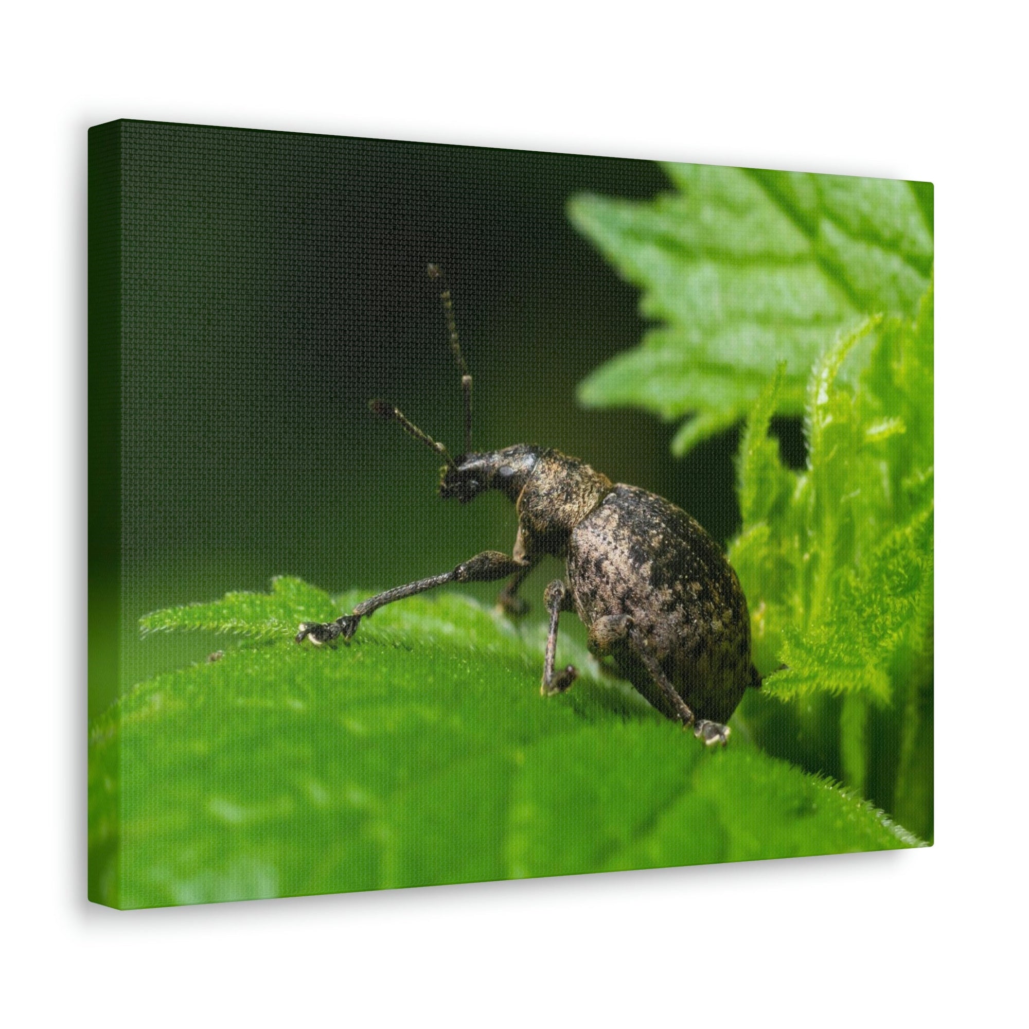 Scripture Walls Majestic Weevil Art Majestic Weevil Print Animal Wall Art Wildlife Canvas Prints Wall Art Ready to Hang Unframed-Express Your Love Gifts