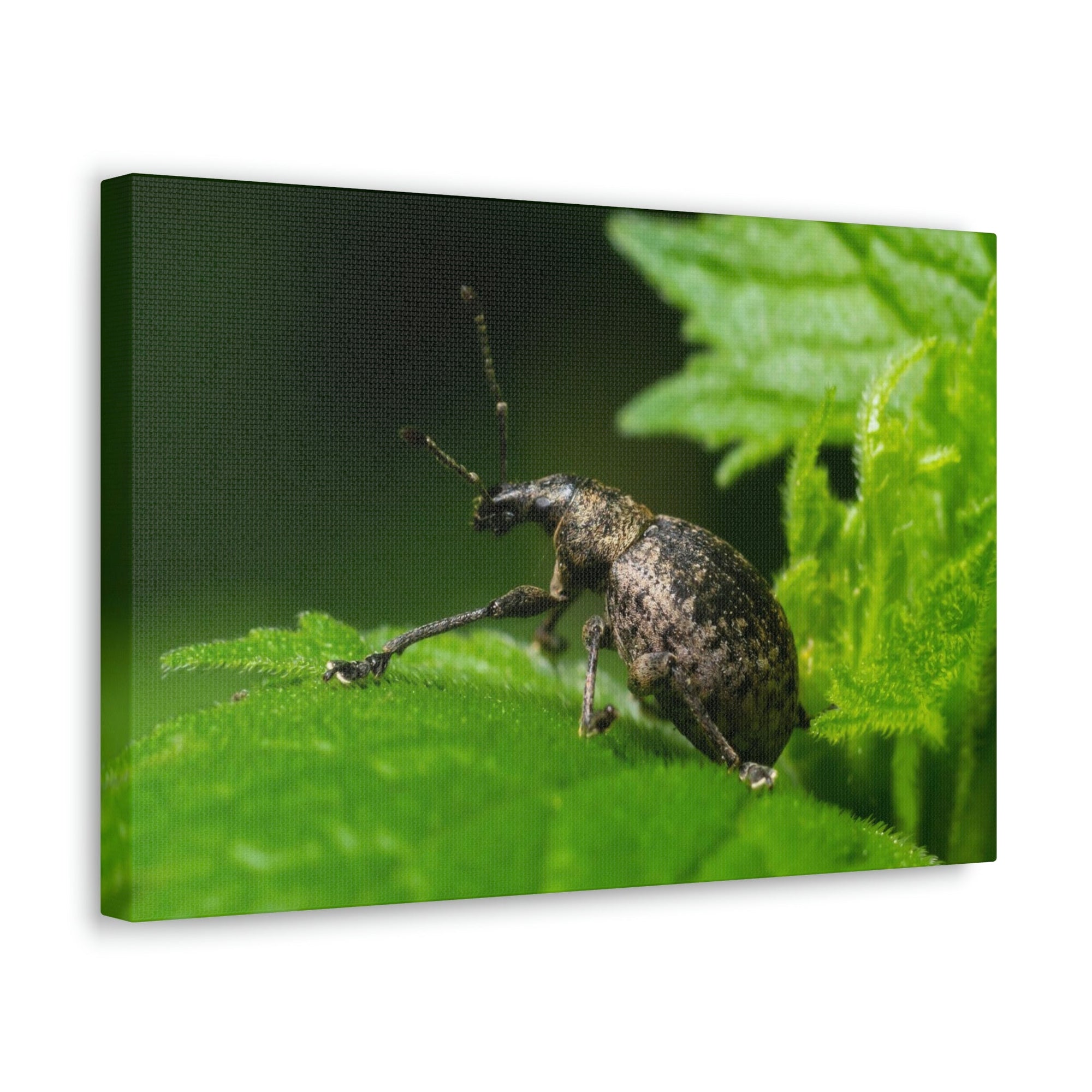 Scripture Walls Majestic Weevil Art Majestic Weevil Print Animal Wall Art Wildlife Canvas Prints Wall Art Ready to Hang Unframed-Express Your Love Gifts