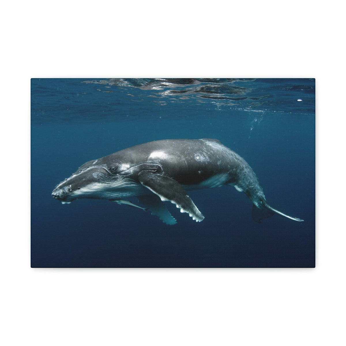 Scripture Walls Majestic Whale Art Majestic Whale Print Animal Wall Art Wildlife Canvas Prints Wall Art Ready to Hang Unframed-Express Your Love Gifts