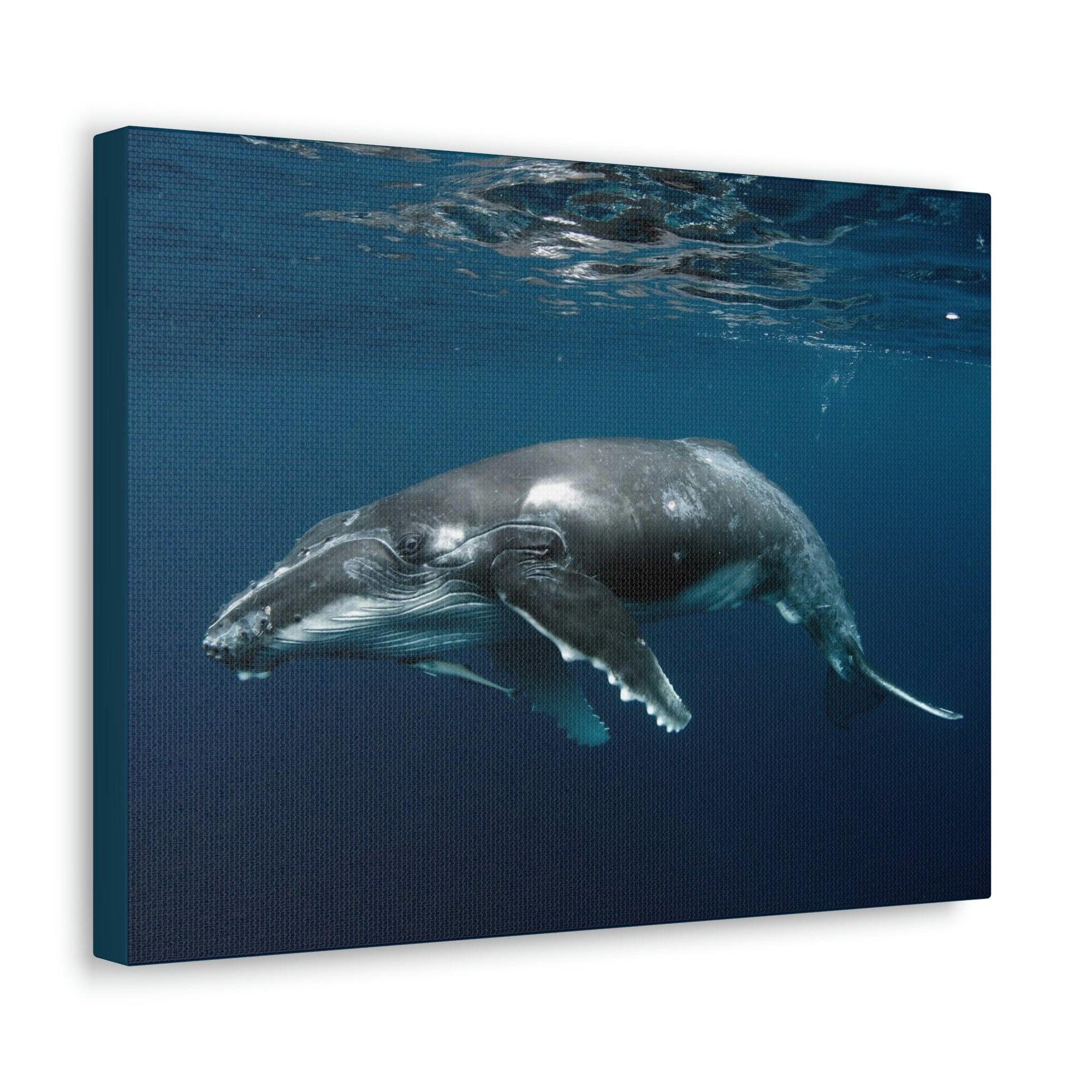 Scripture Walls Majestic Whale Art Majestic Whale Print Animal Wall Art Wildlife Canvas Prints Wall Art Ready to Hang Unframed-Express Your Love Gifts