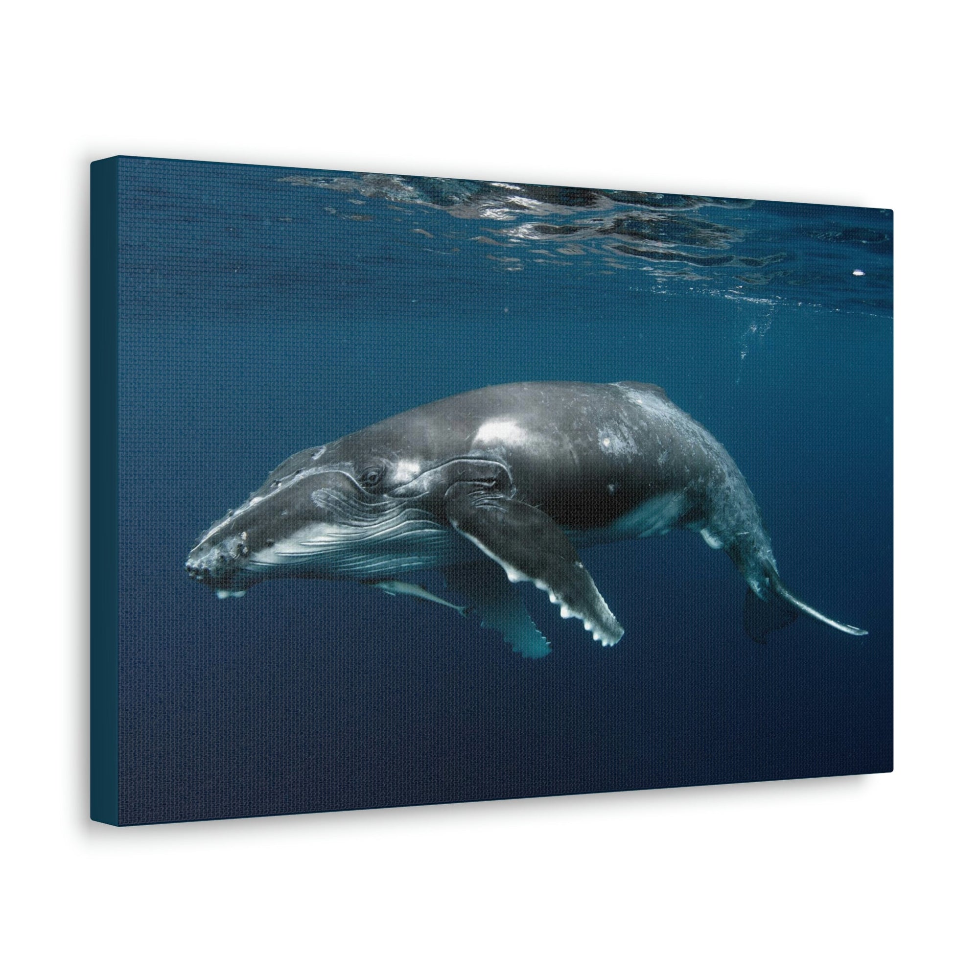 Scripture Walls Majestic Whale Art Majestic Whale Print Animal Wall Art Wildlife Canvas Prints Wall Art Ready to Hang Unframed-Express Your Love Gifts