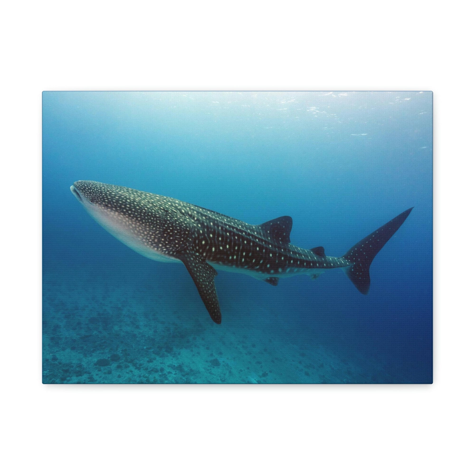 Scripture Walls Majestic Whale Shark Art Majestic Whale Shark Print Animal Wall Art Wildlife Canvas Prints Wall Art Ready to Hang Unframed-Express Your Love Gifts