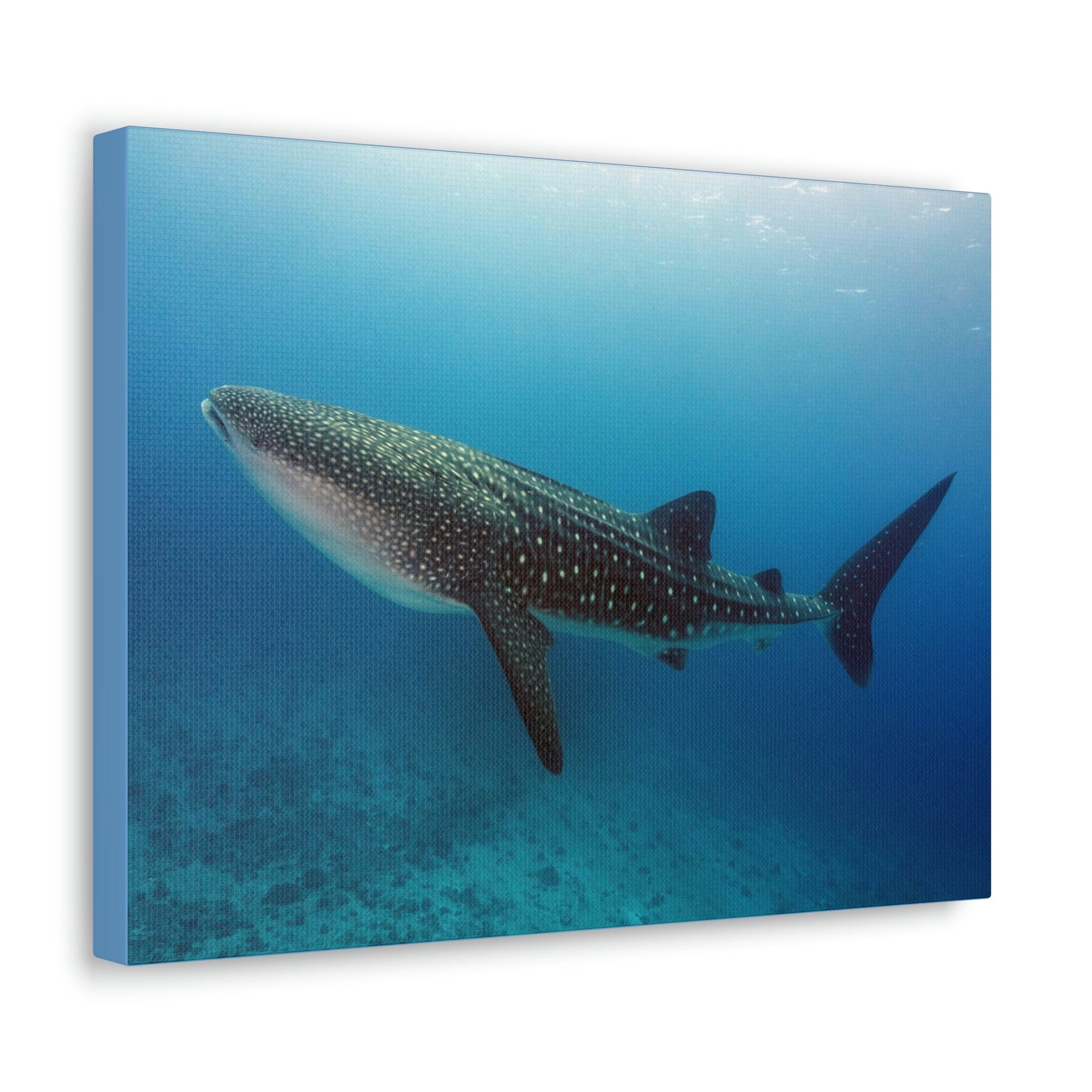 Scripture Walls Majestic Whale Shark Art Majestic Whale Shark Print Animal Wall Art Wildlife Canvas Prints Wall Art Ready to Hang Unframed-Express Your Love Gifts