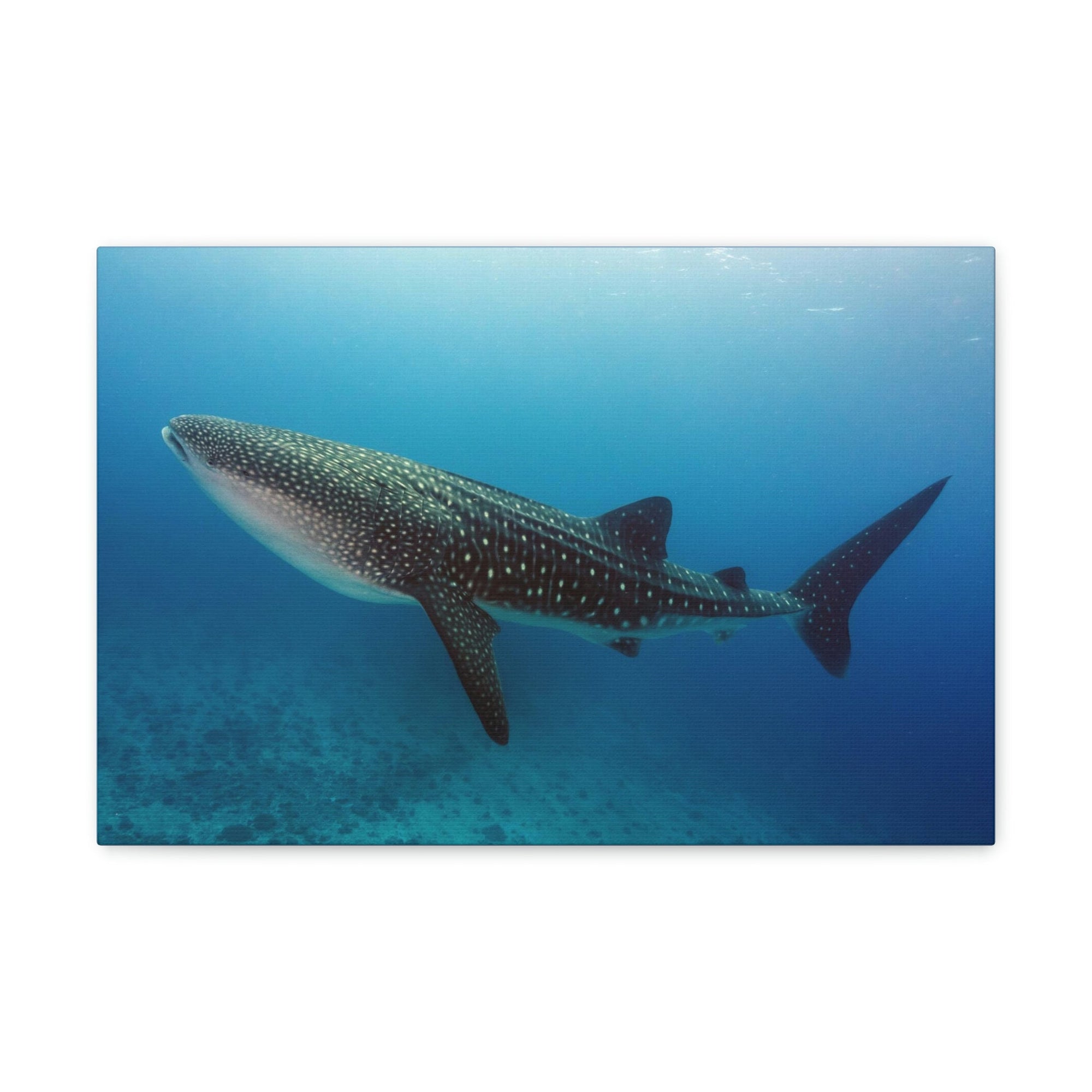 Scripture Walls Majestic Whale Shark Art Majestic Whale Shark Print Animal Wall Art Wildlife Canvas Prints Wall Art Ready to Hang Unframed-Express Your Love Gifts