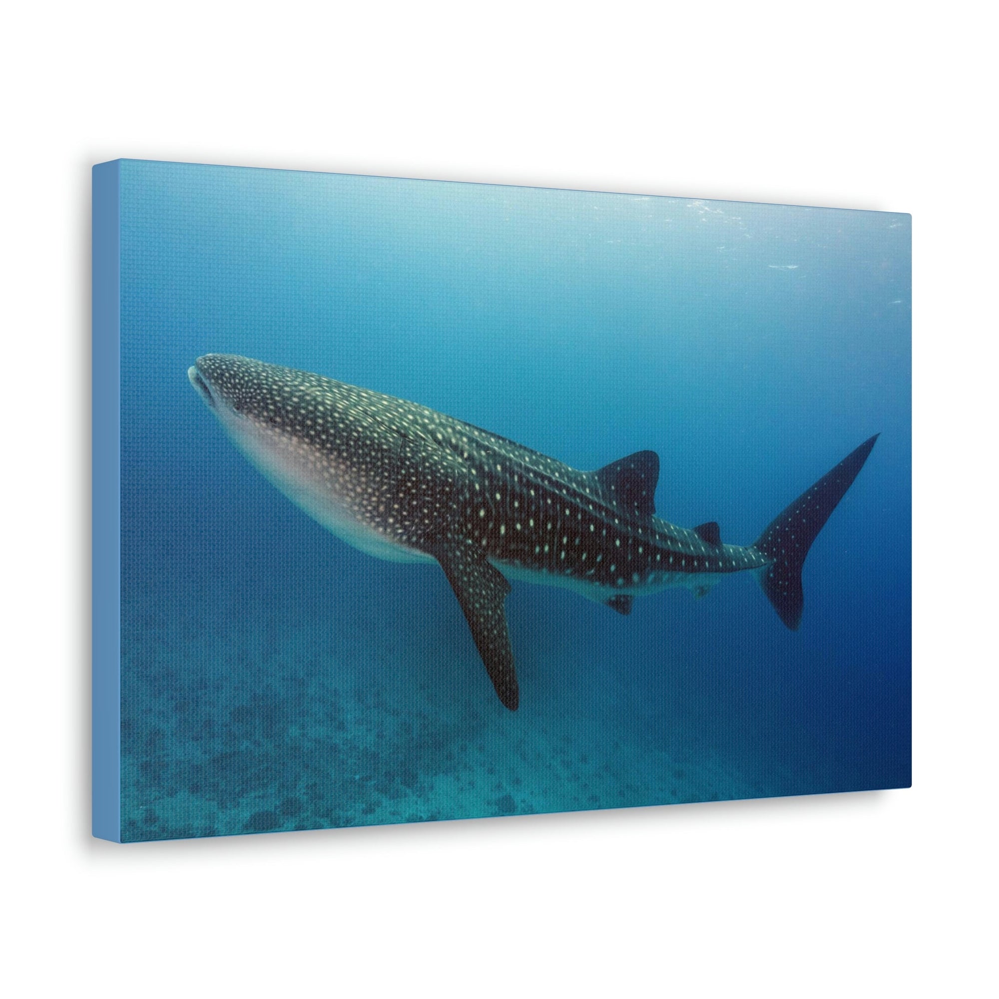 Scripture Walls Majestic Whale Shark Art Majestic Whale Shark Print Animal Wall Art Wildlife Canvas Prints Wall Art Ready to Hang Unframed-Express Your Love Gifts