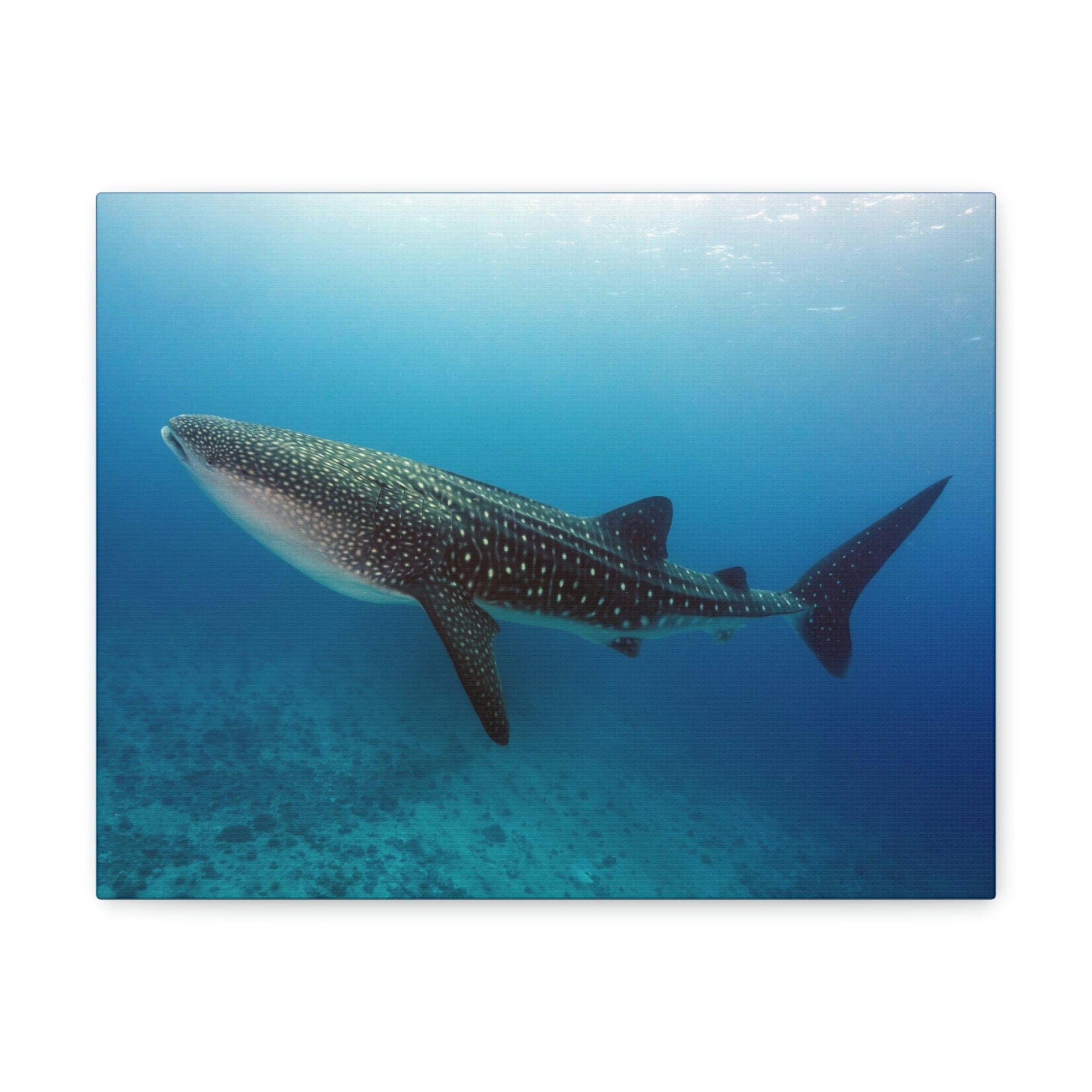 Scripture Walls Majestic Whale Shark Art Majestic Whale Shark Print Animal Wall Art Wildlife Canvas Prints Wall Art Ready to Hang Unframed-Express Your Love Gifts