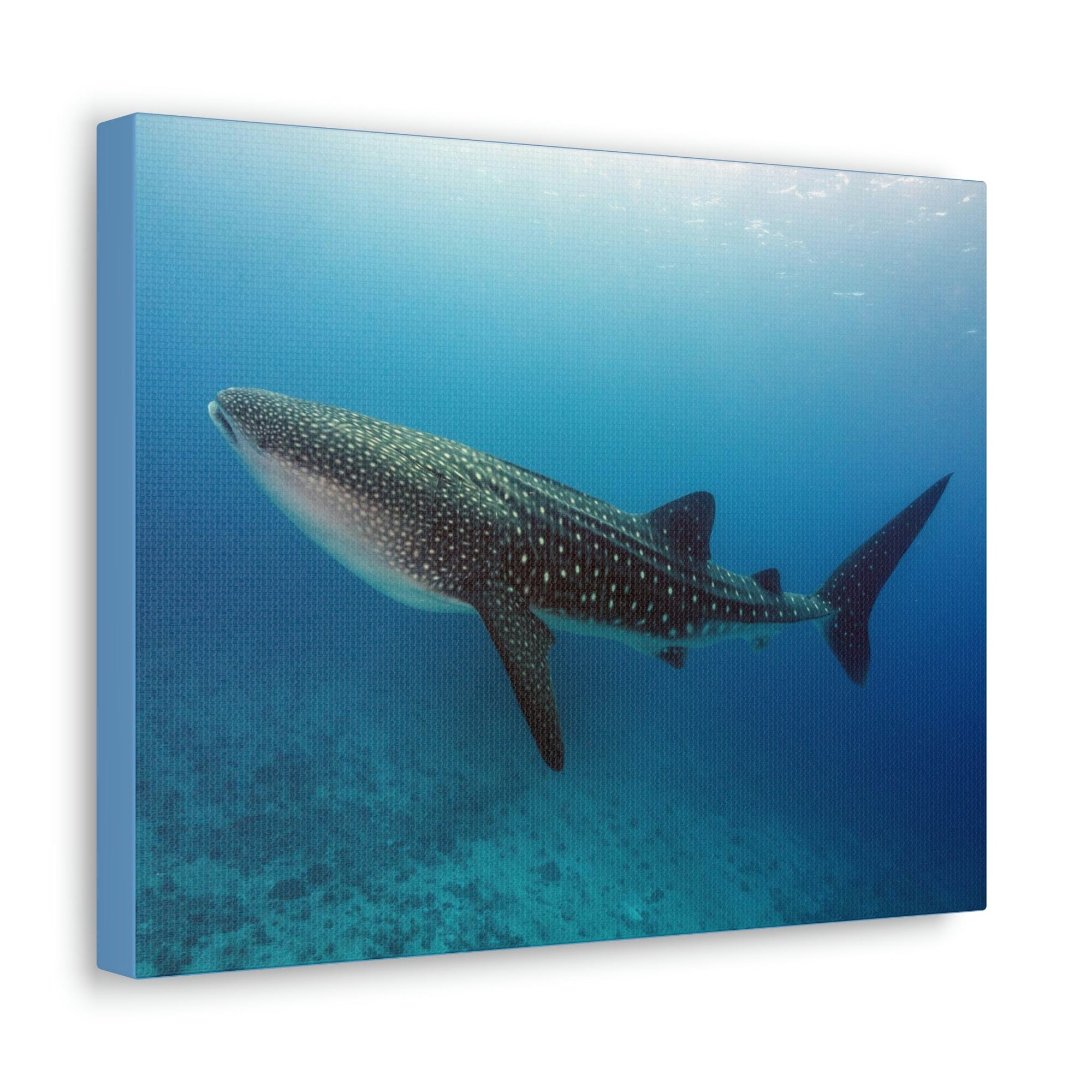 Scripture Walls Majestic Whale Shark Art Majestic Whale Shark Print Animal Wall Art Wildlife Canvas Prints Wall Art Ready to Hang Unframed-Express Your Love Gifts