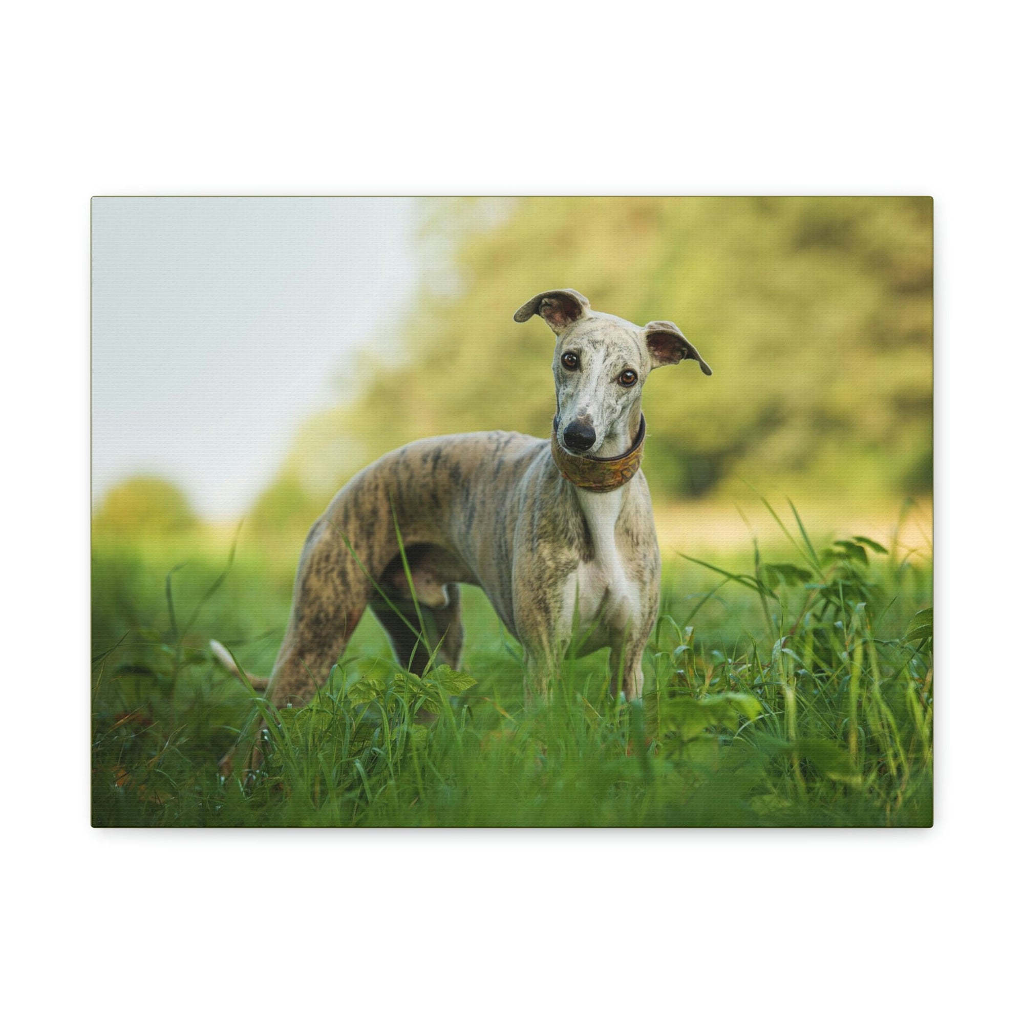 Scripture Walls Majestic Whippet Art Majestic Whippet Print Animal Wall Art Wildlife Canvas Prints Wall Art Ready to Hang Unframed-Express Your Love Gifts