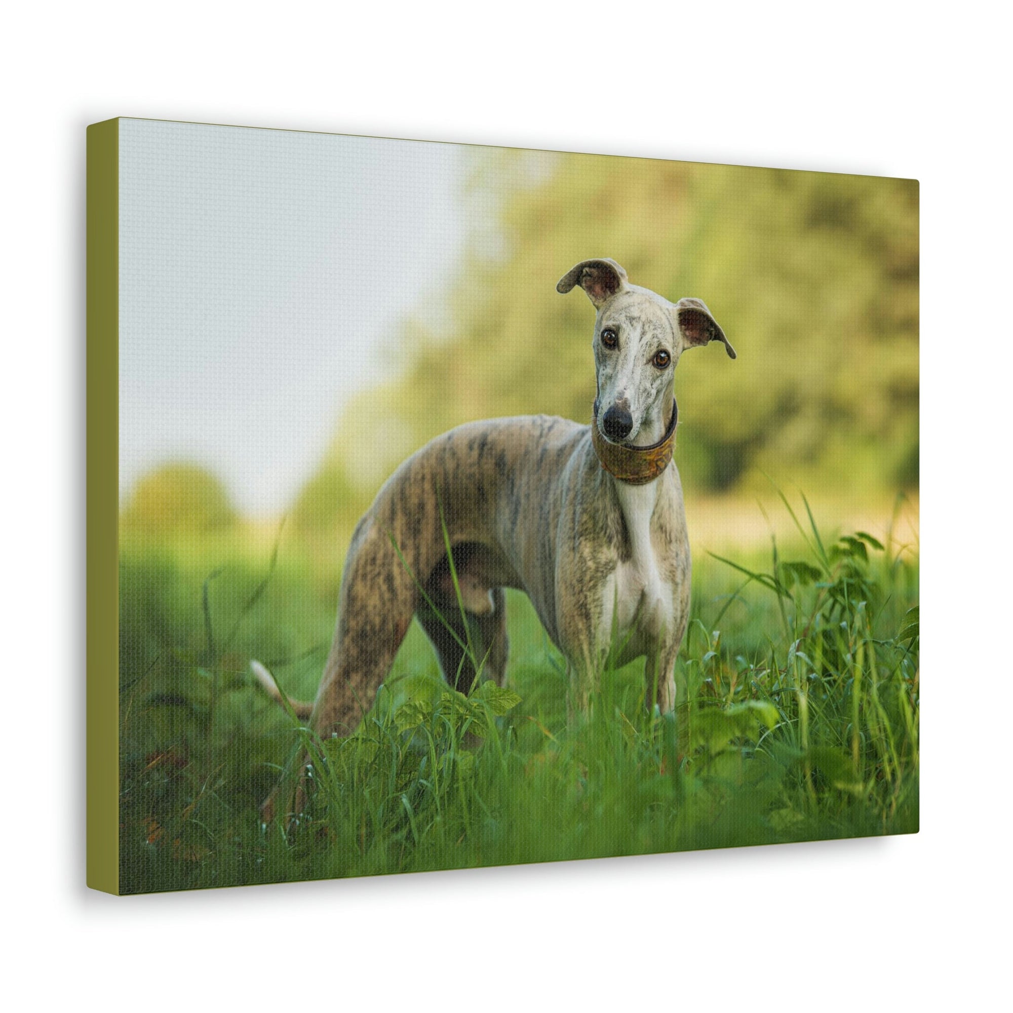 Scripture Walls Majestic Whippet Art Majestic Whippet Print Animal Wall Art Wildlife Canvas Prints Wall Art Ready to Hang Unframed-Express Your Love Gifts