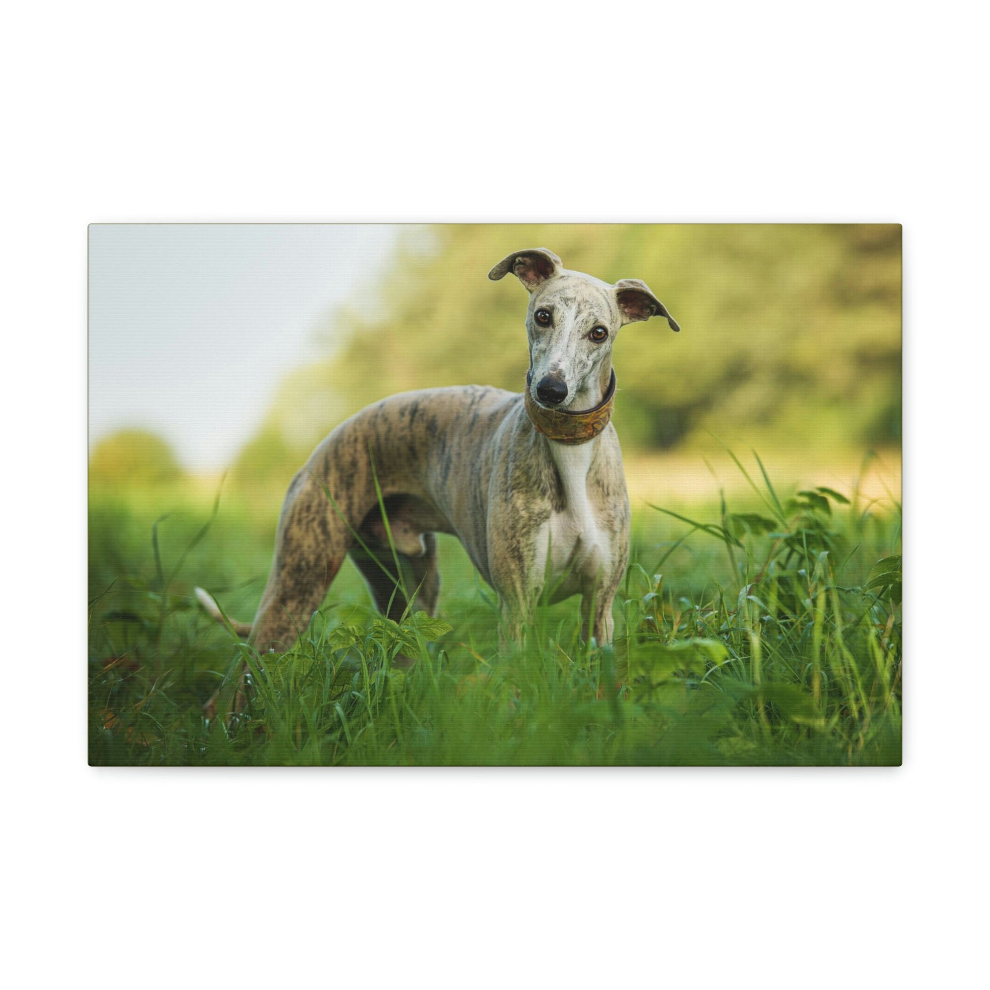 Scripture Walls Majestic Whippet Art Majestic Whippet Print Animal Wall Art Wildlife Canvas Prints Wall Art Ready to Hang Unframed-Express Your Love Gifts