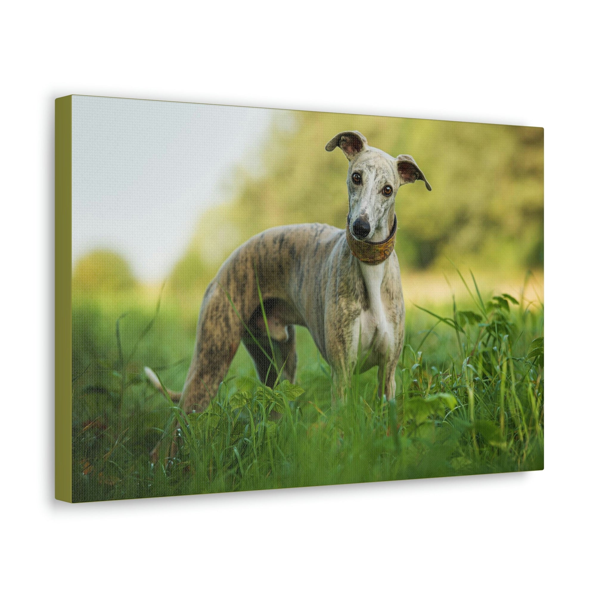 Scripture Walls Majestic Whippet Art Majestic Whippet Print Animal Wall Art Wildlife Canvas Prints Wall Art Ready to Hang Unframed-Express Your Love Gifts