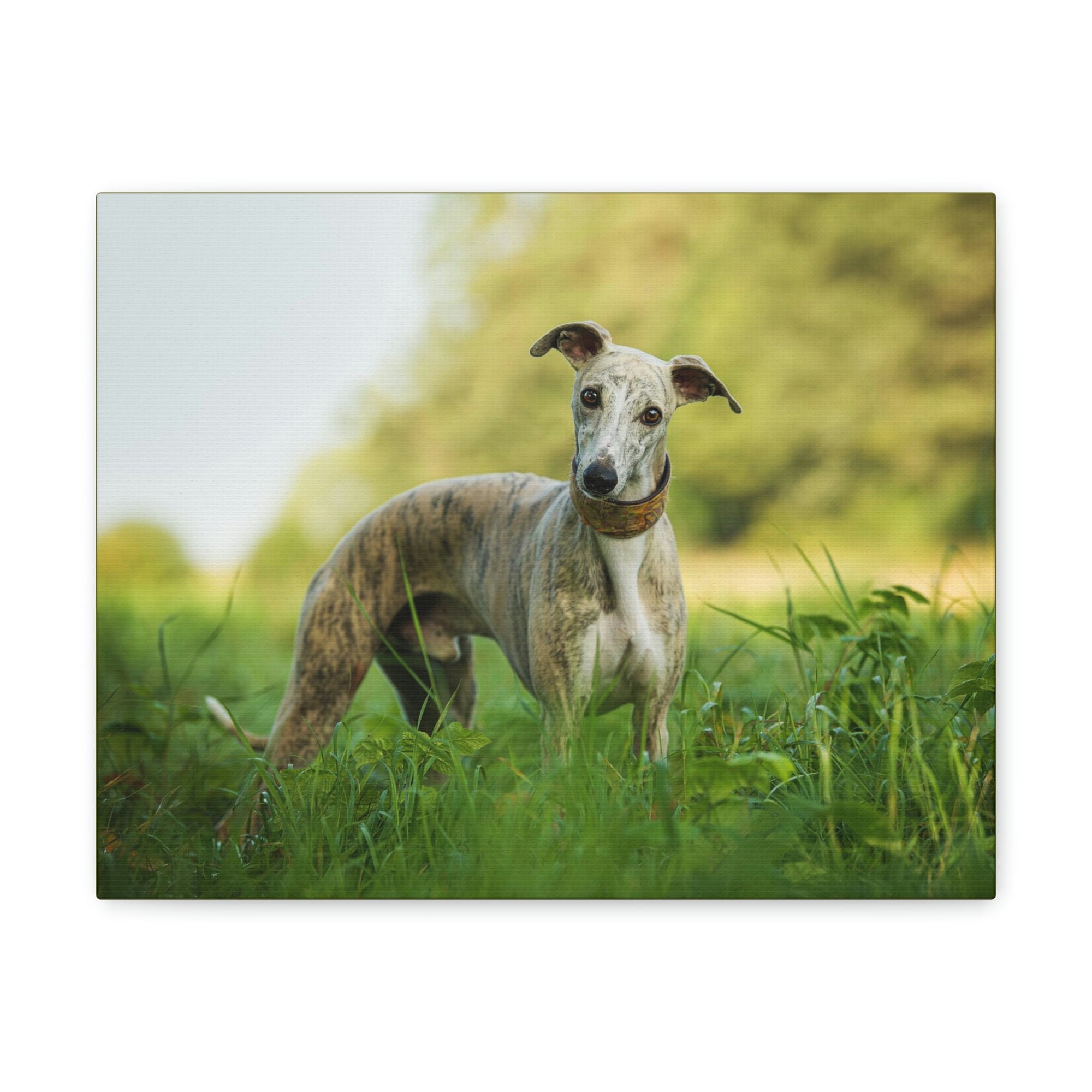 Scripture Walls Majestic Whippet Art Majestic Whippet Print Animal Wall Art Wildlife Canvas Prints Wall Art Ready to Hang Unframed-Express Your Love Gifts