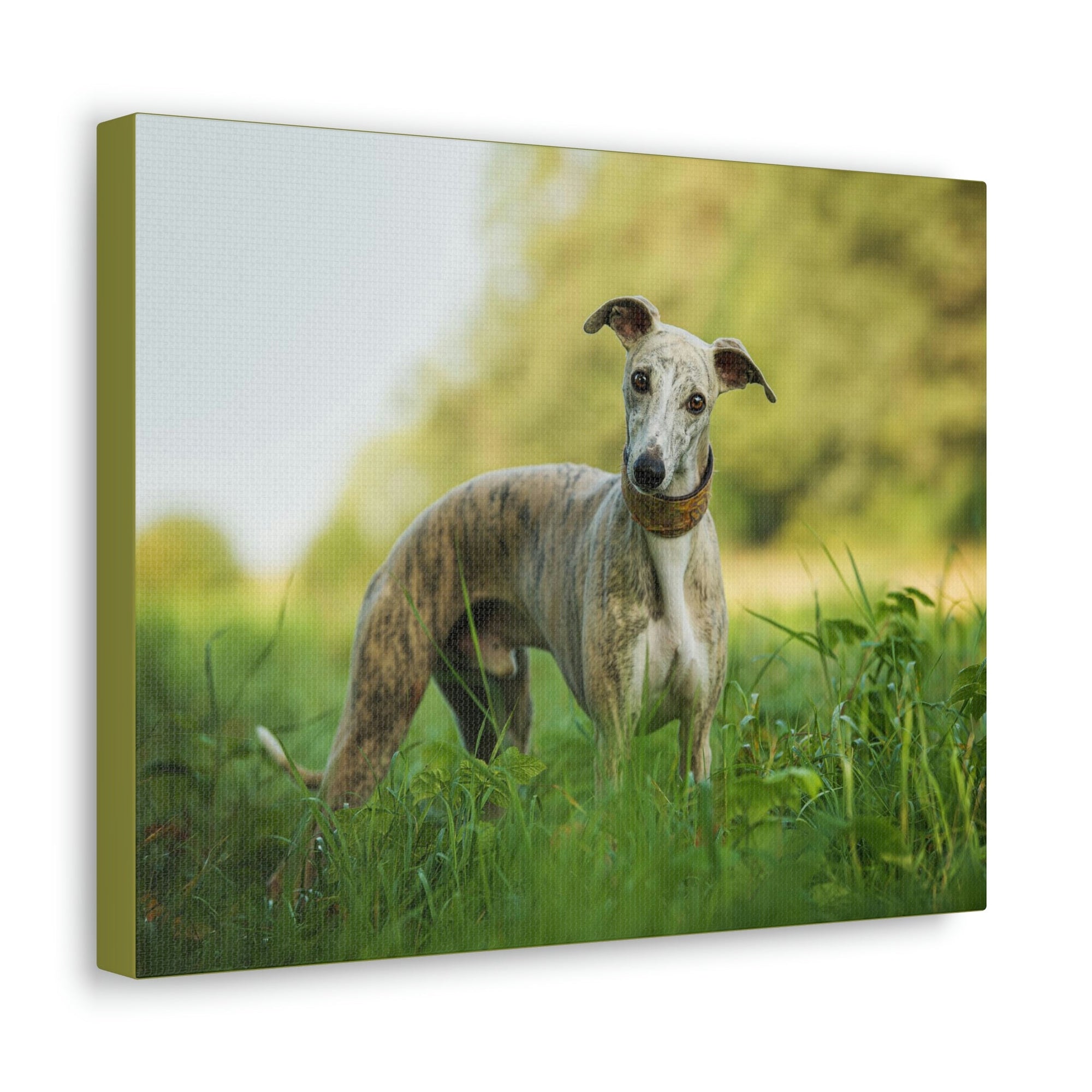 Scripture Walls Majestic Whippet Art Majestic Whippet Print Animal Wall Art Wildlife Canvas Prints Wall Art Ready to Hang Unframed-Express Your Love Gifts