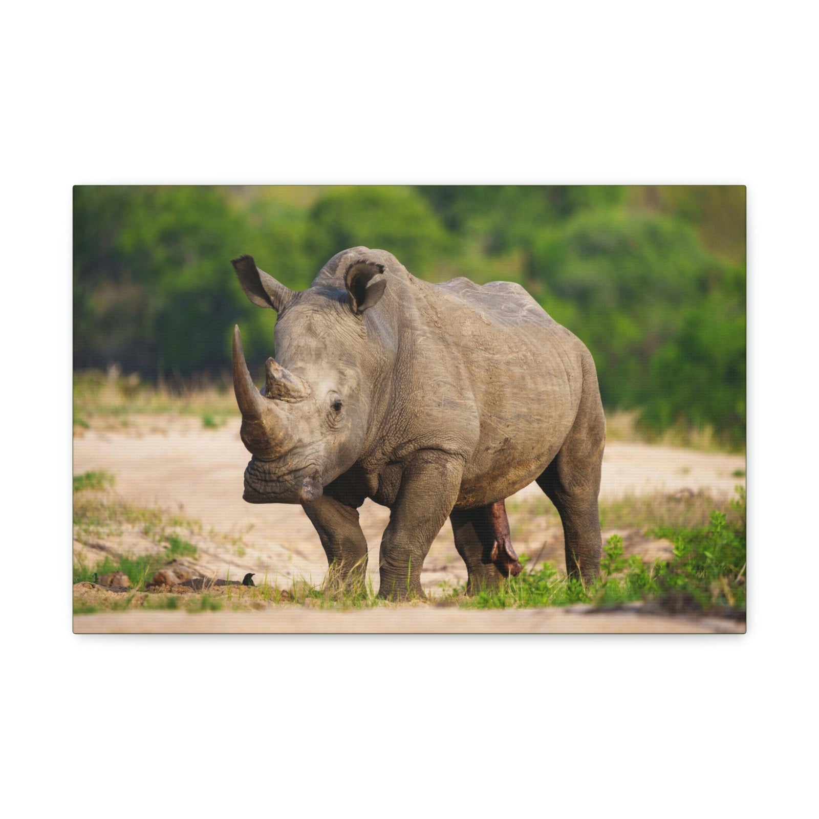 Scripture Walls Majestic White Rhino Art Majestic White Rhino Print Animal Wall Art Wildlife Canvas Prints Wall Art Ready to Hang Unframed-Express Your Love Gifts