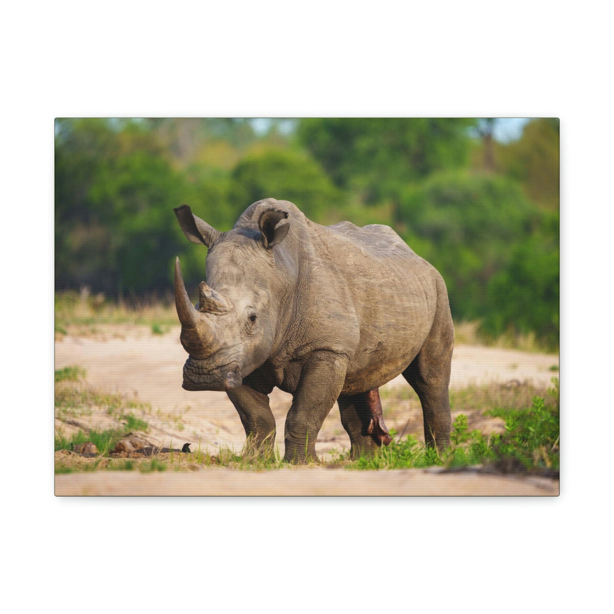 Scripture Walls Majestic White Rhino Art Majestic White Rhino Print Animal Wall Art Wildlife Canvas Prints Wall Art Ready to Hang Unframed-Express Your Love Gifts