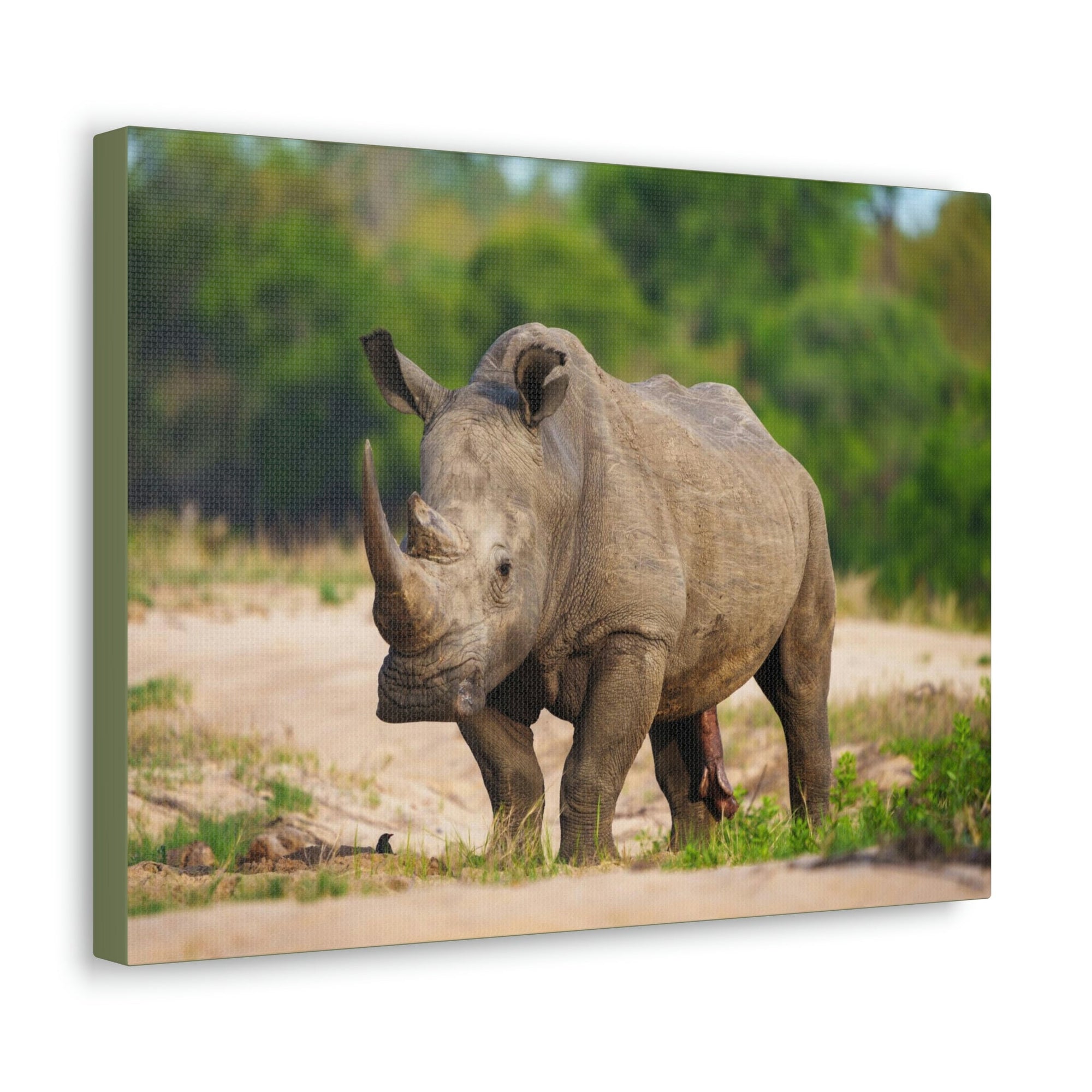 Scripture Walls Majestic White Rhino Art Majestic White Rhino Print Animal Wall Art Wildlife Canvas Prints Wall Art Ready to Hang Unframed-Express Your Love Gifts