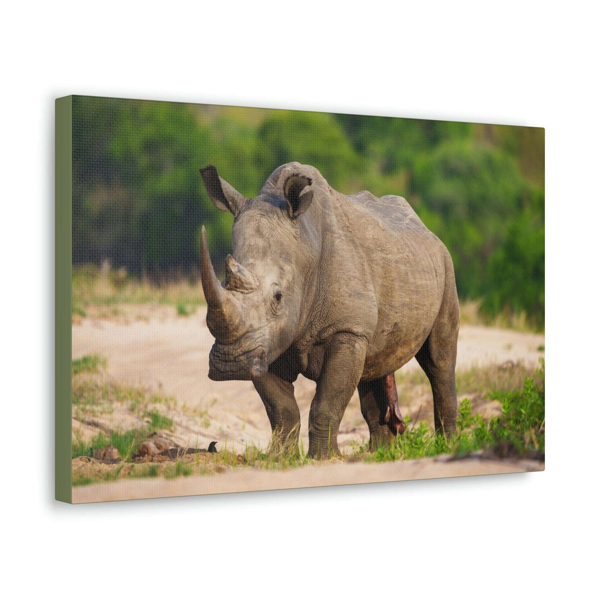 Scripture Walls Majestic White Rhino Art Majestic White Rhino Print Animal Wall Art Wildlife Canvas Prints Wall Art Ready to Hang Unframed-Express Your Love Gifts